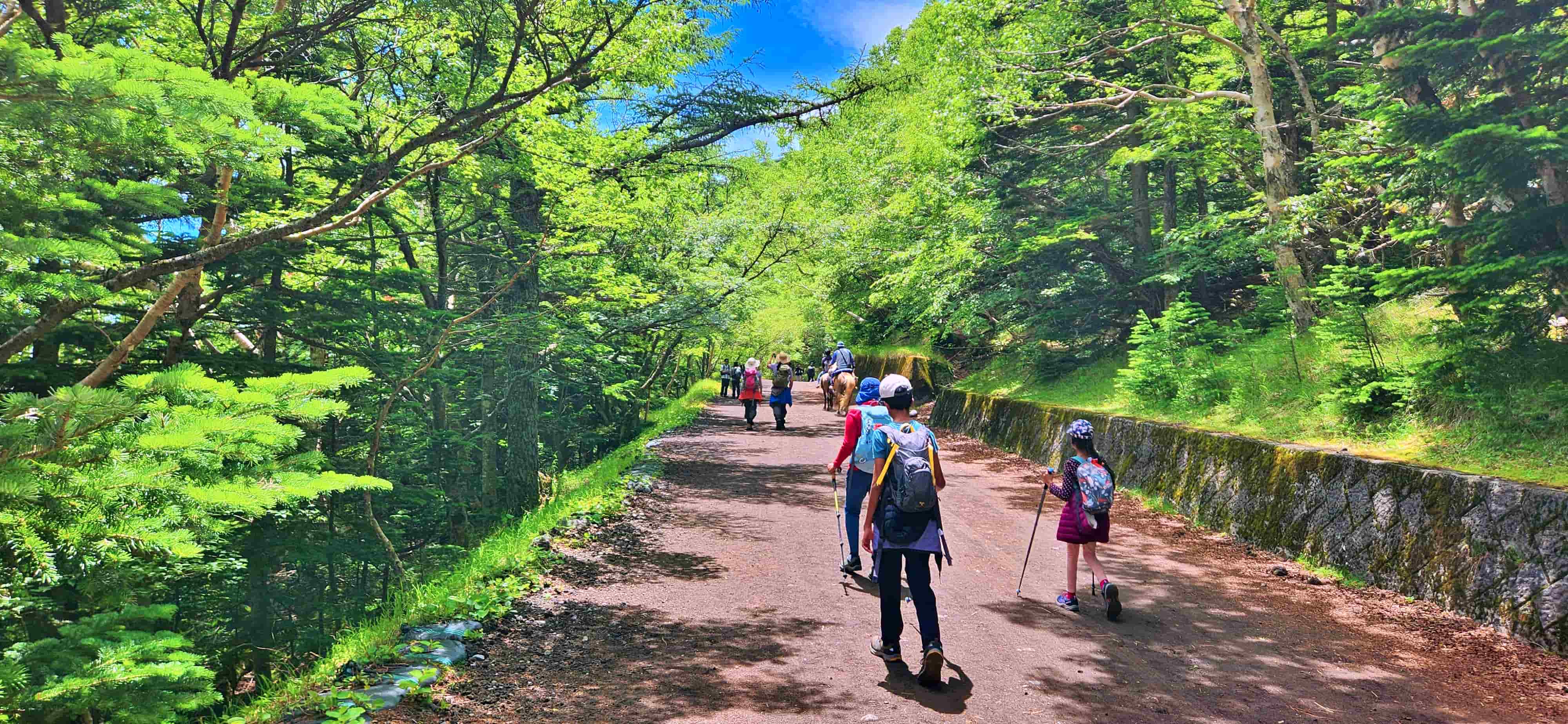Forested Section of the Yoshida Trail at Subaru Line 5th Station, Mt Fuji