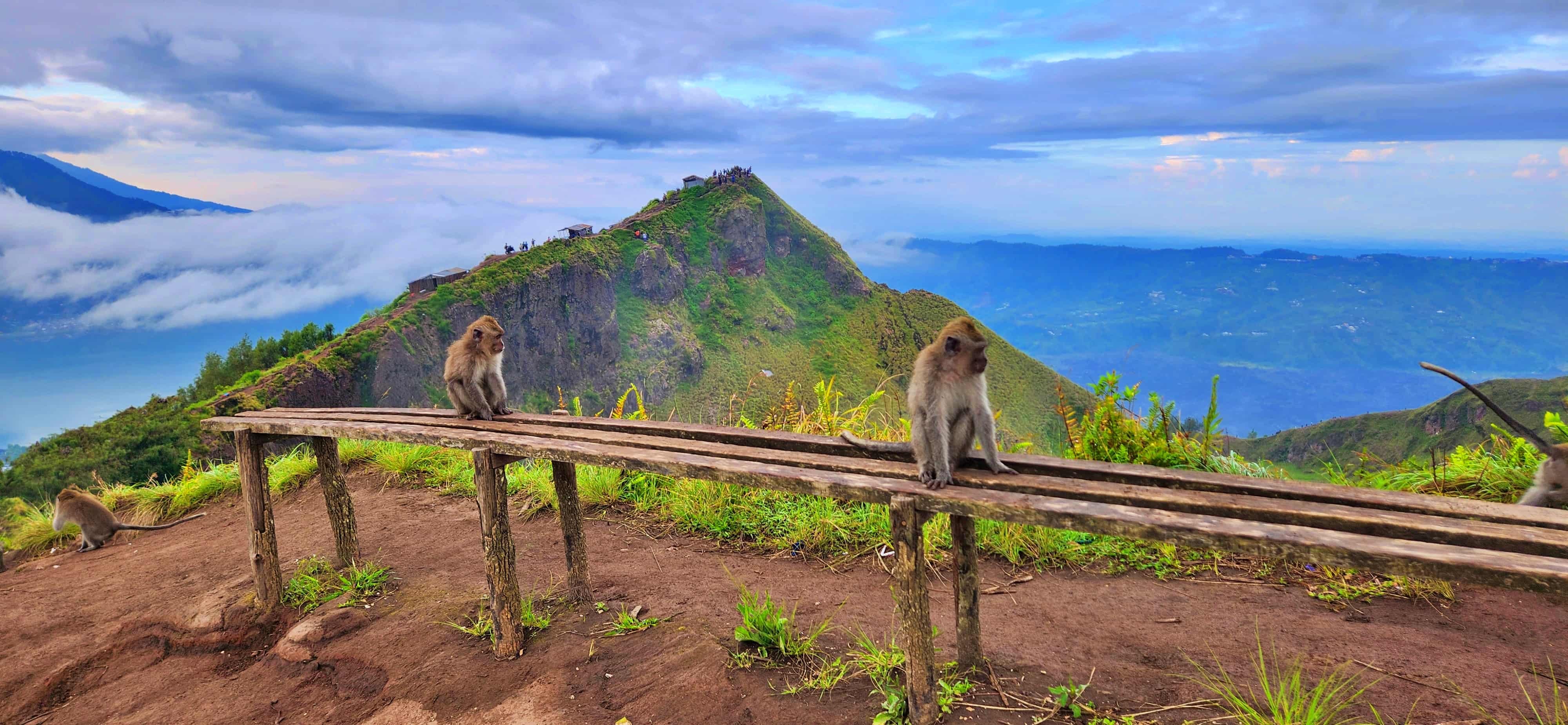 Monkeys along Mt Batur Crater
