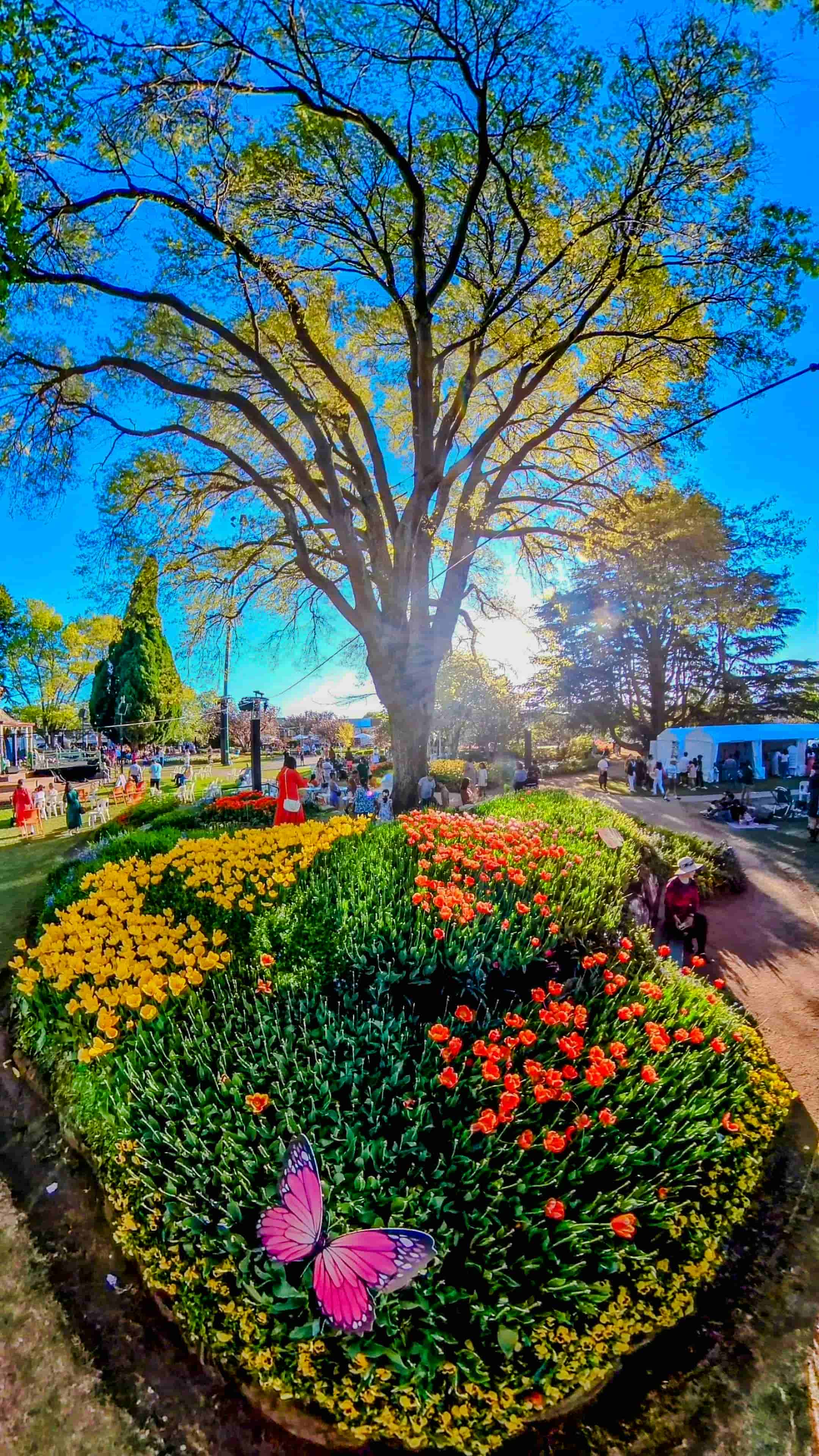 Tulip Time Festival in Bowral