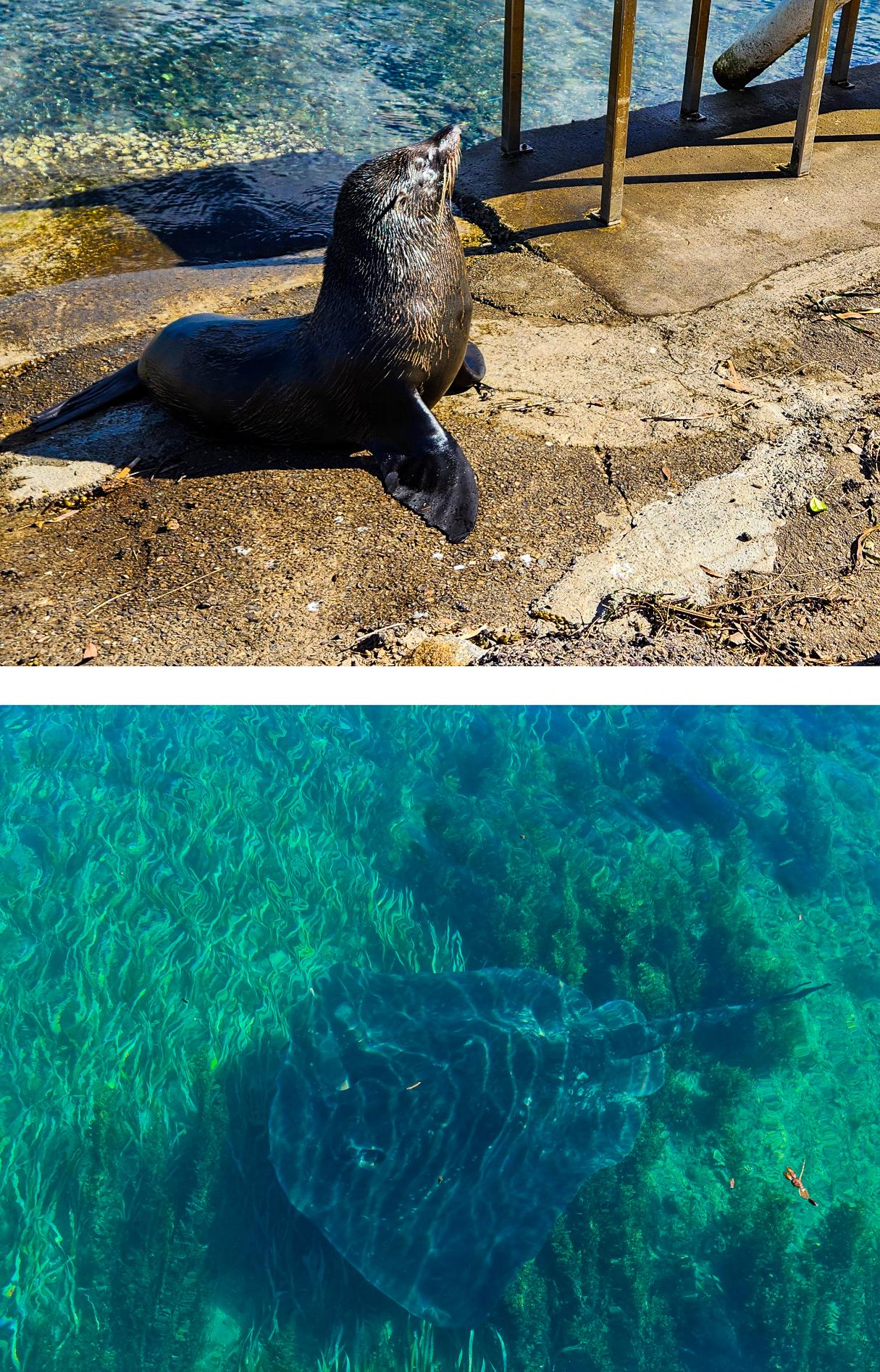 Stringray & Seal at Narooma Boat Ramp