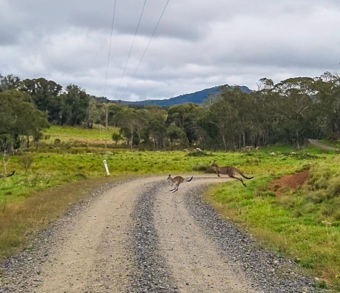 Kangaroos hopping on the way to Barokee Campground