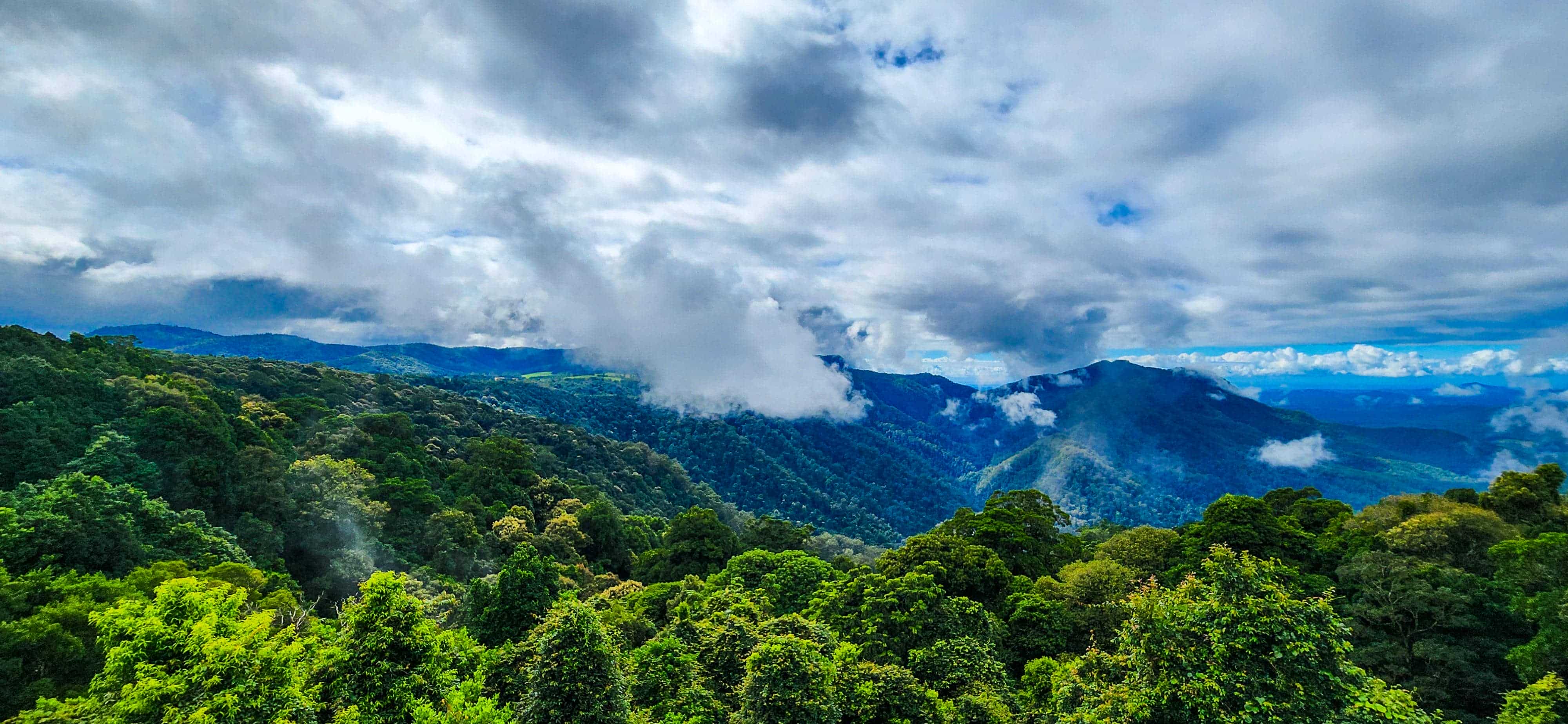 View from Dorrigo Skywalk