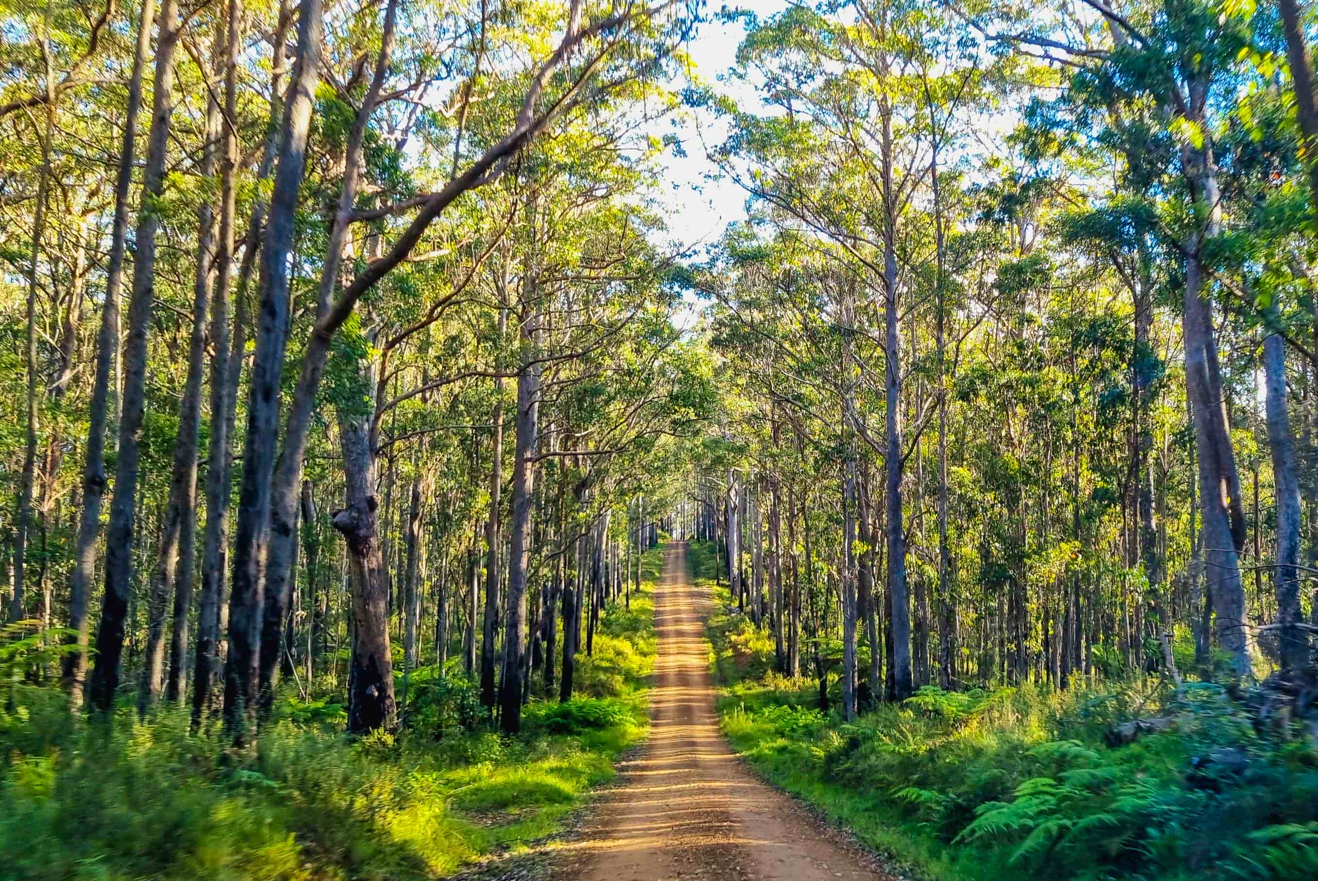 Styx River Forest Way to Armidale