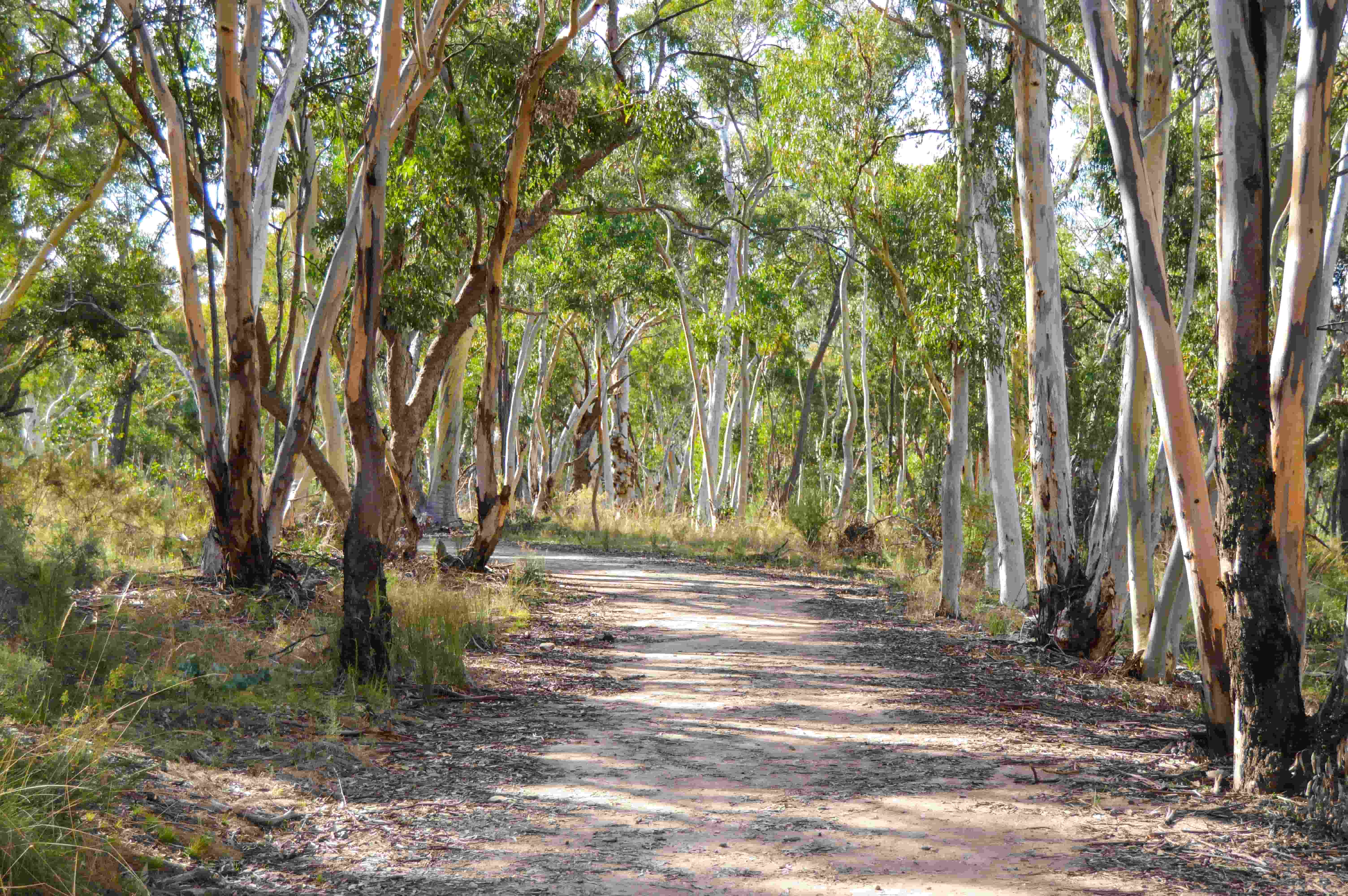 Falls Water Falls Walking Track