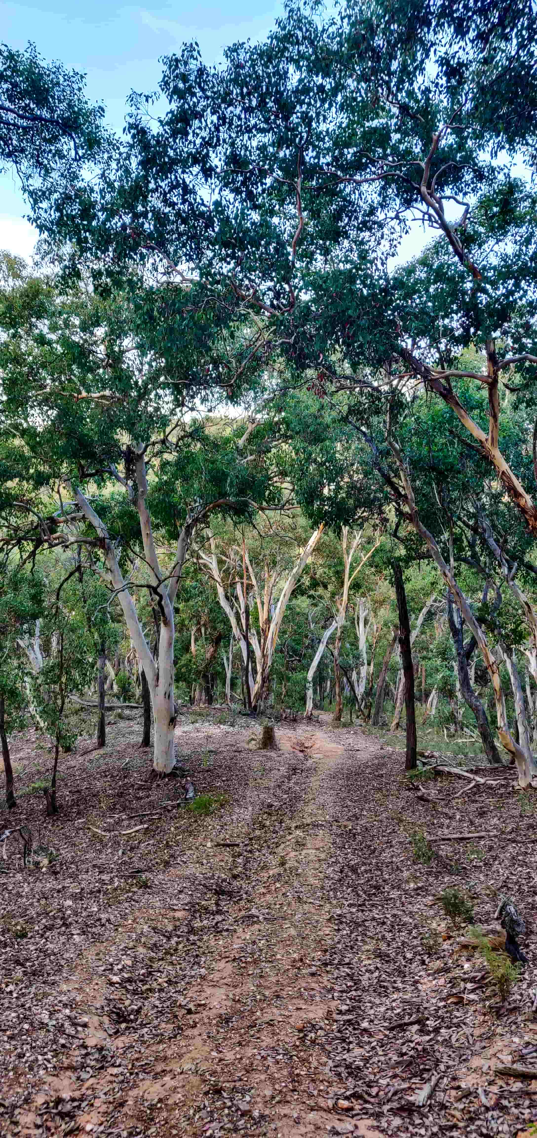 Ophir Reserve Walking Trail