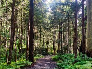 blue-gum-walk-cover-image