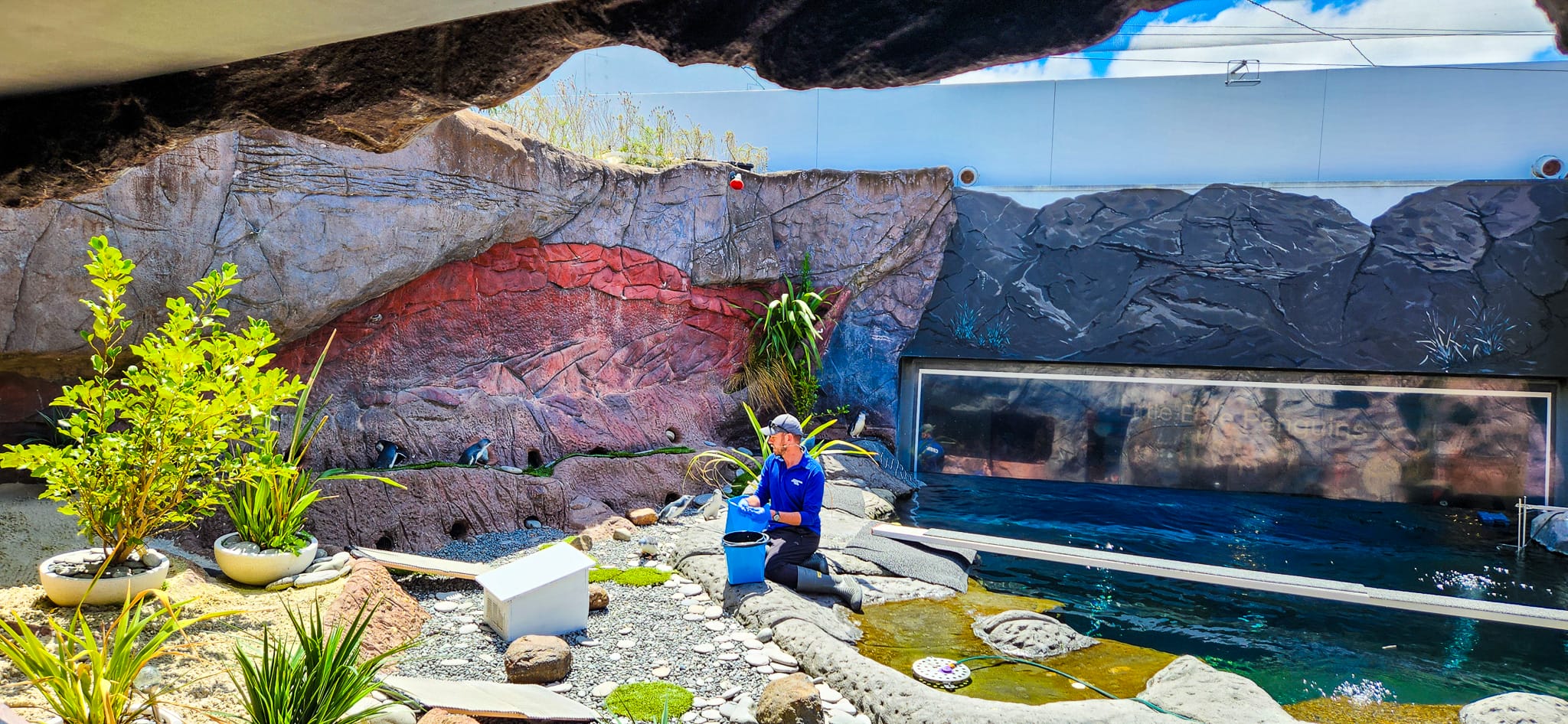 Penguin Encounter at International Antarctic Centre