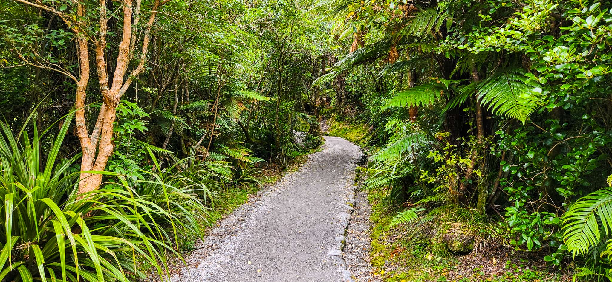 Sentinel Rock Walk Trail in Franz Josef