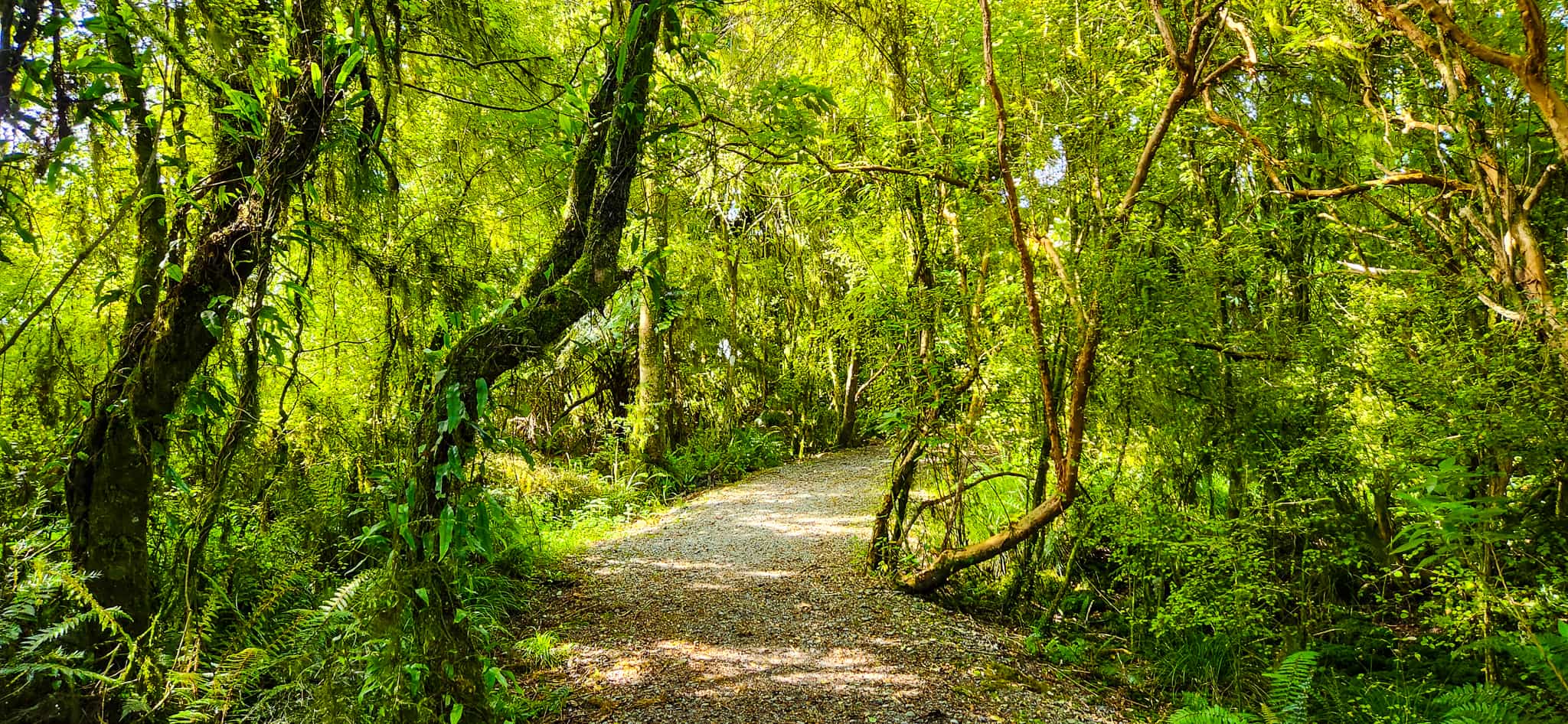 Walking Trail at Fox Glacier Viewpoint