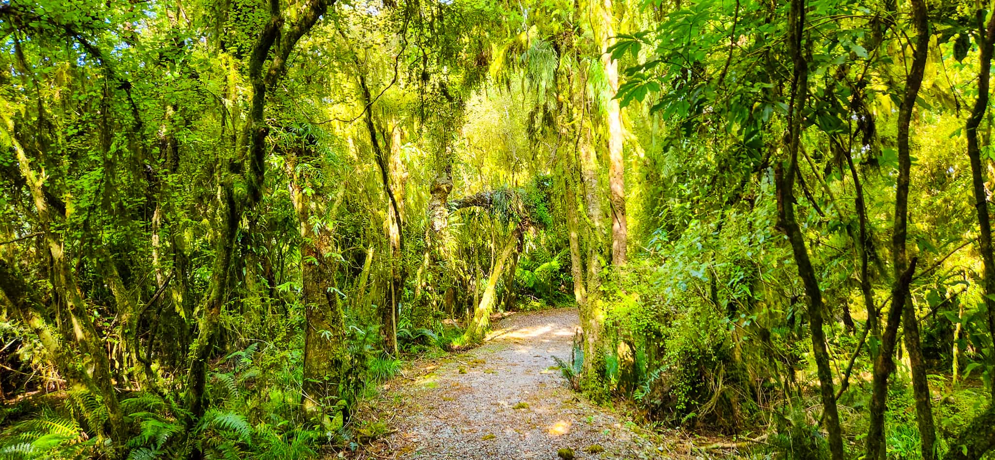 Walking Trail at Te Kopikopiko o te Waka