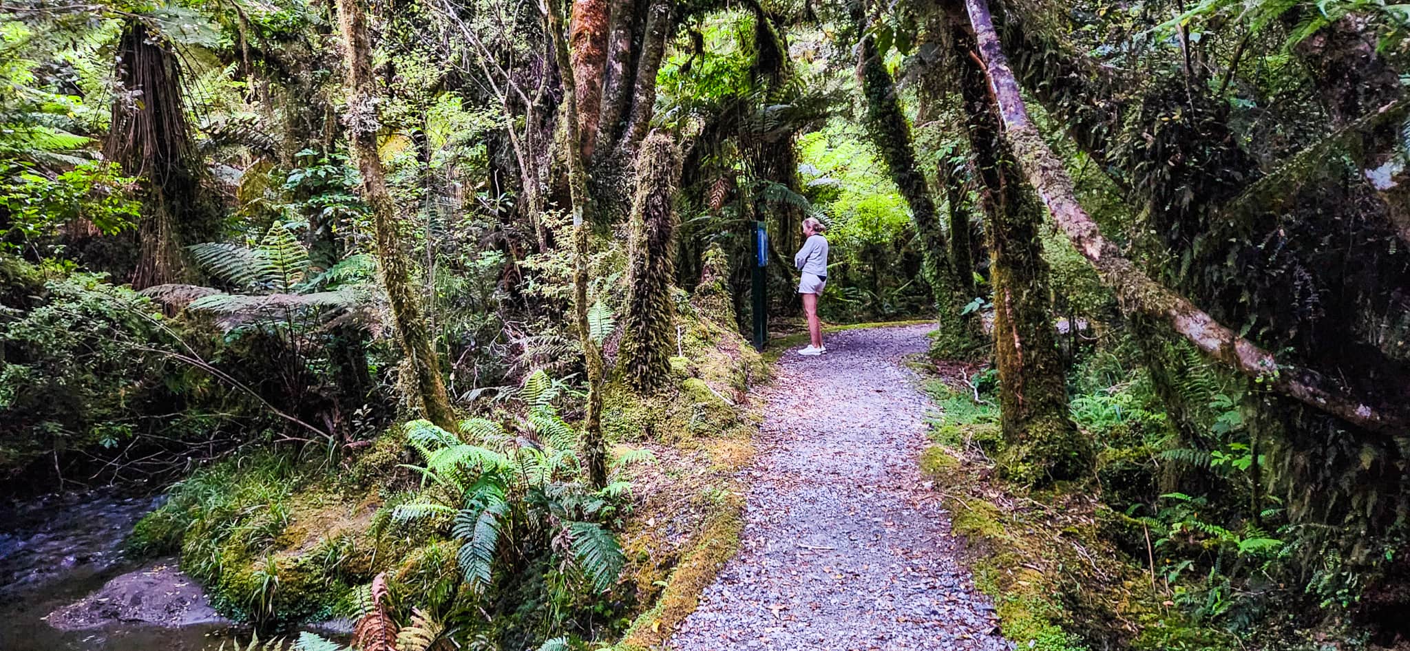 Minnehaha Walk in Fox Glacier