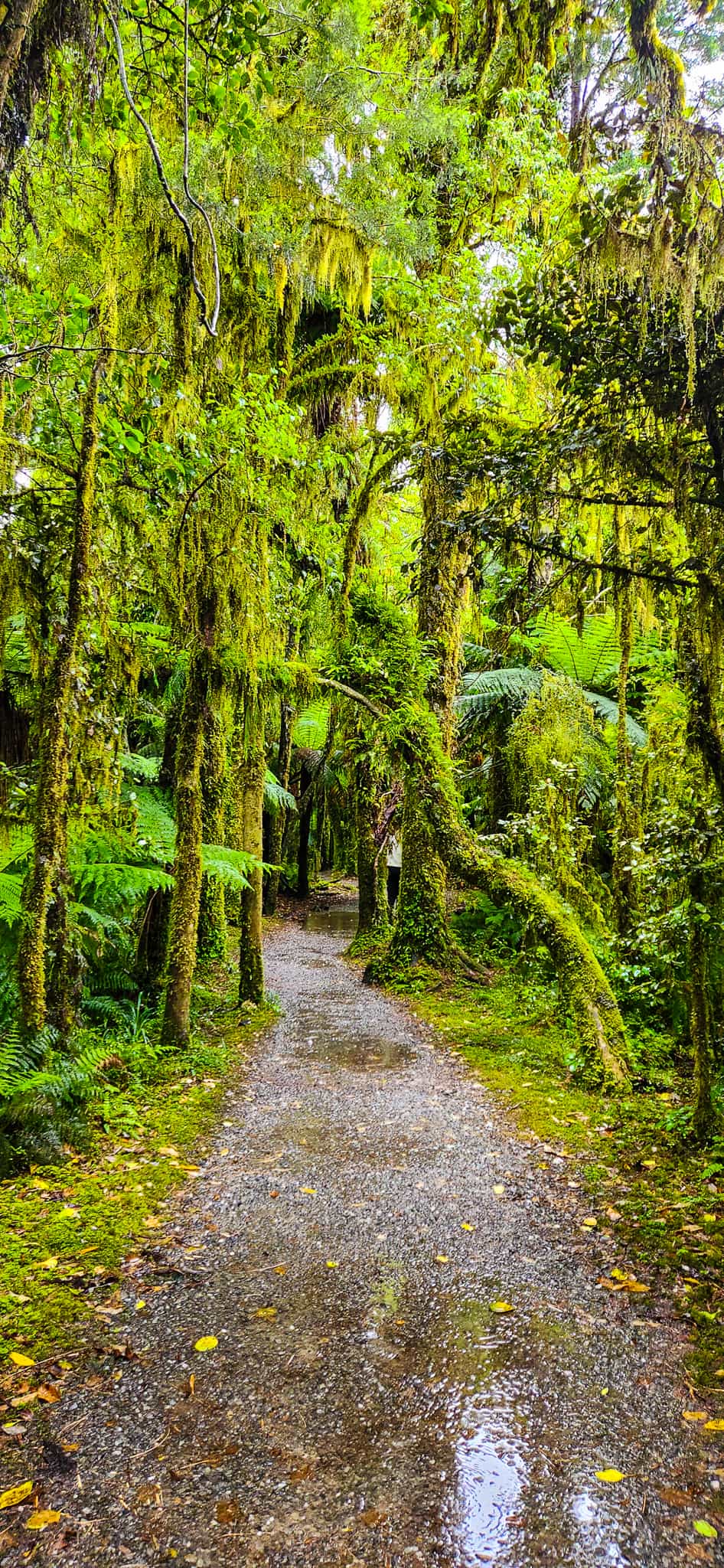 Roaring Billy Falls Track