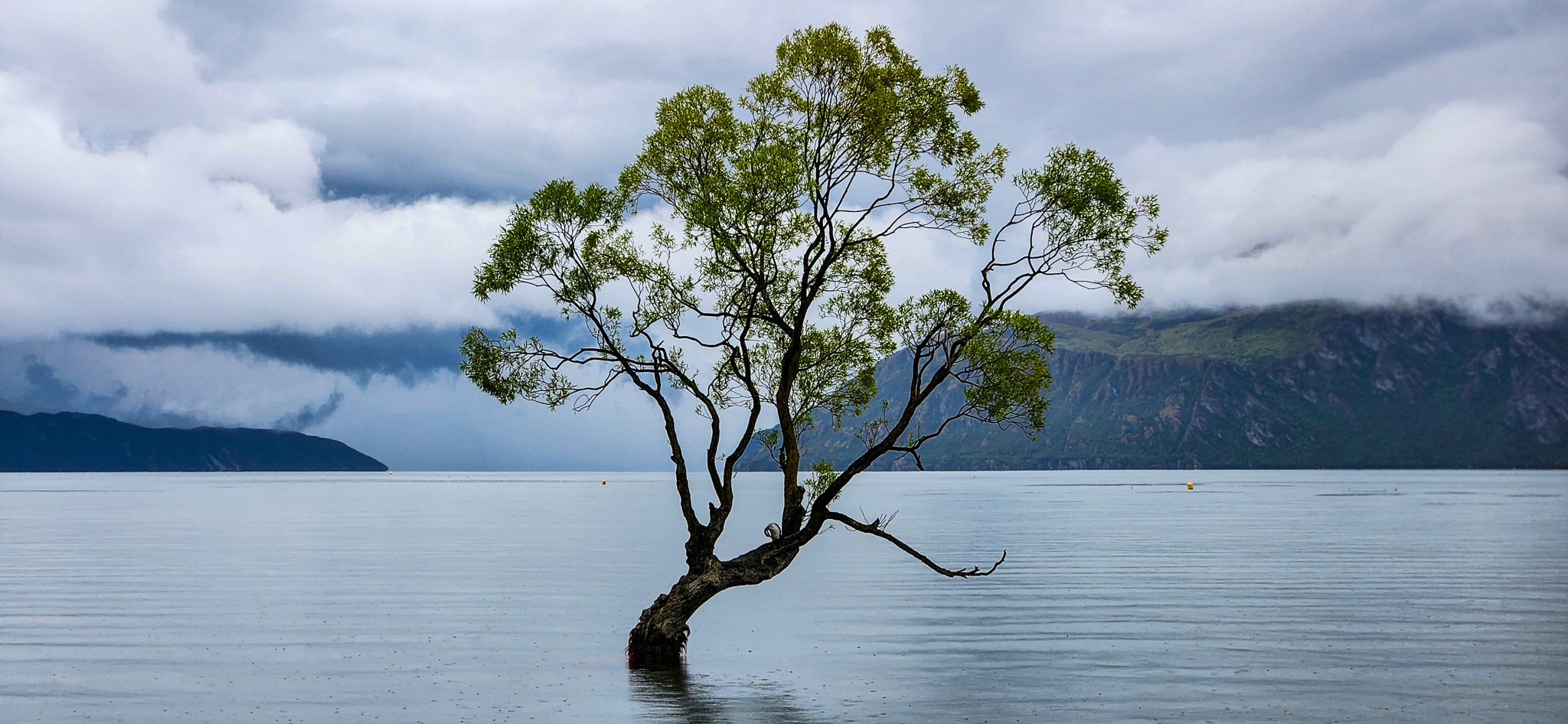 That Wānaka Tree