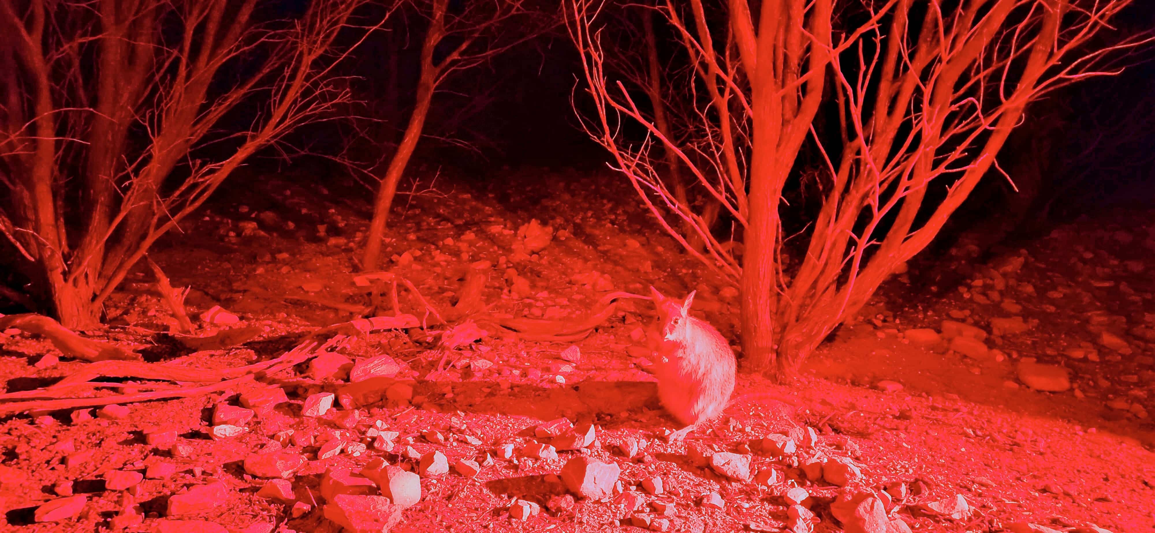 Alice Springs Desert Park Nocturnal Tour