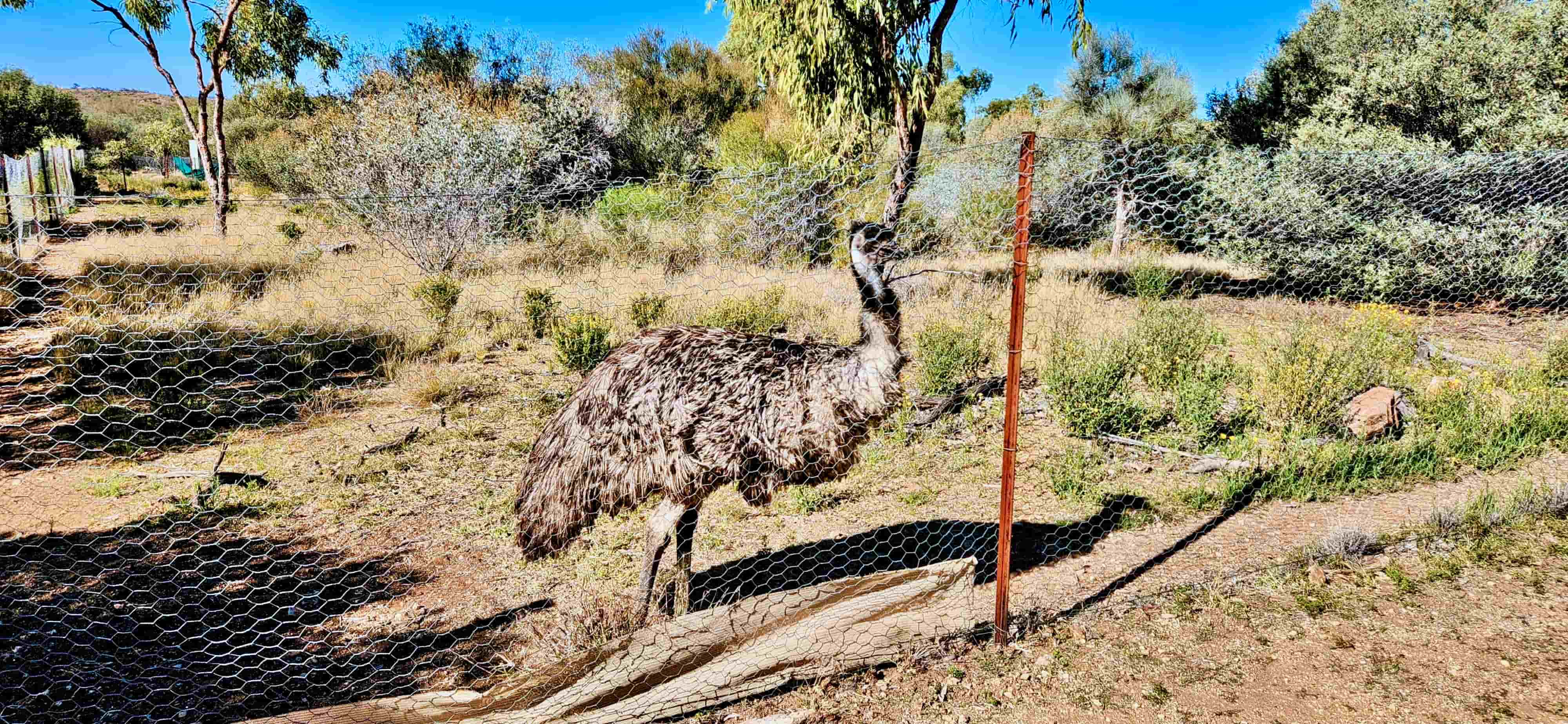 Wildlife at Alice Springs Desert Park