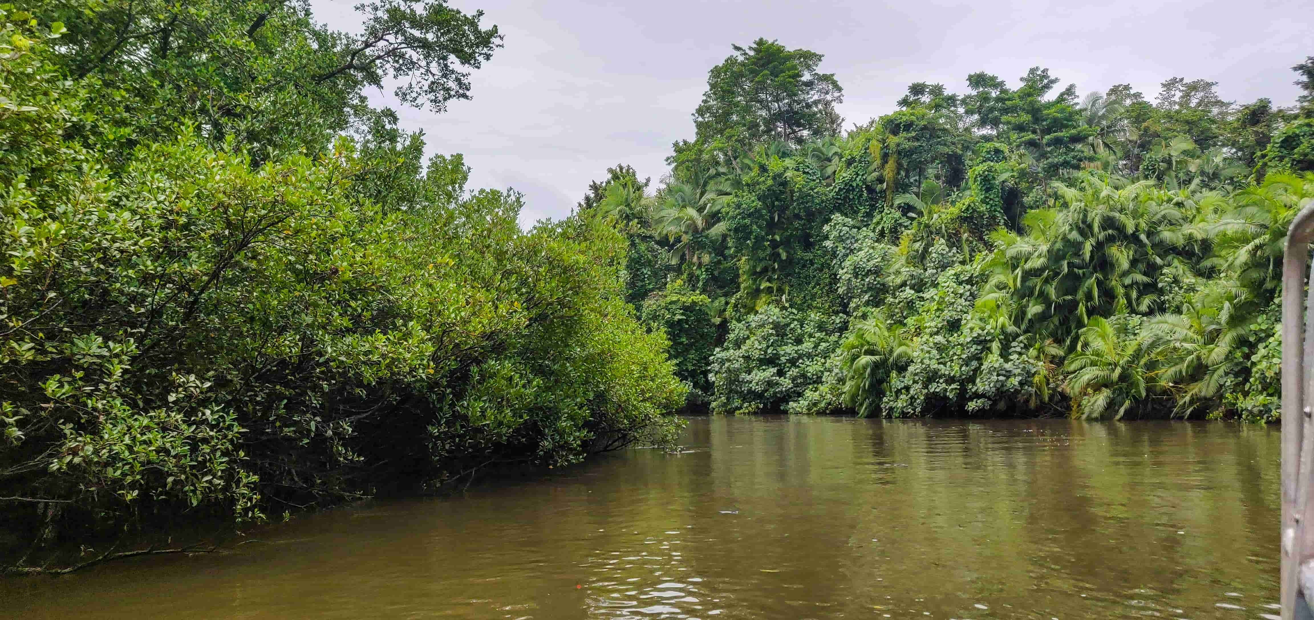 Daintree River Cruise