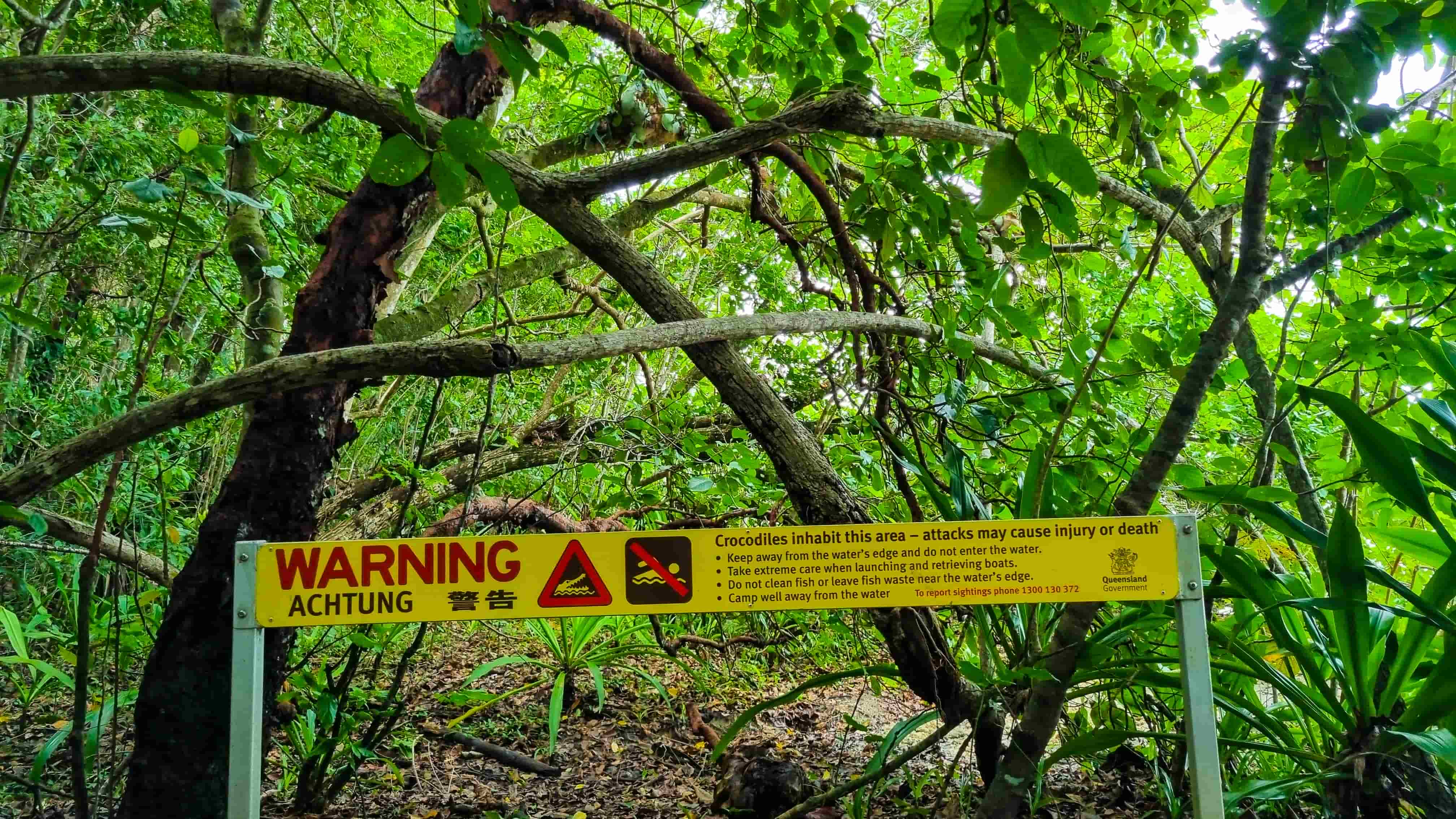 Cape Tribulation Beach