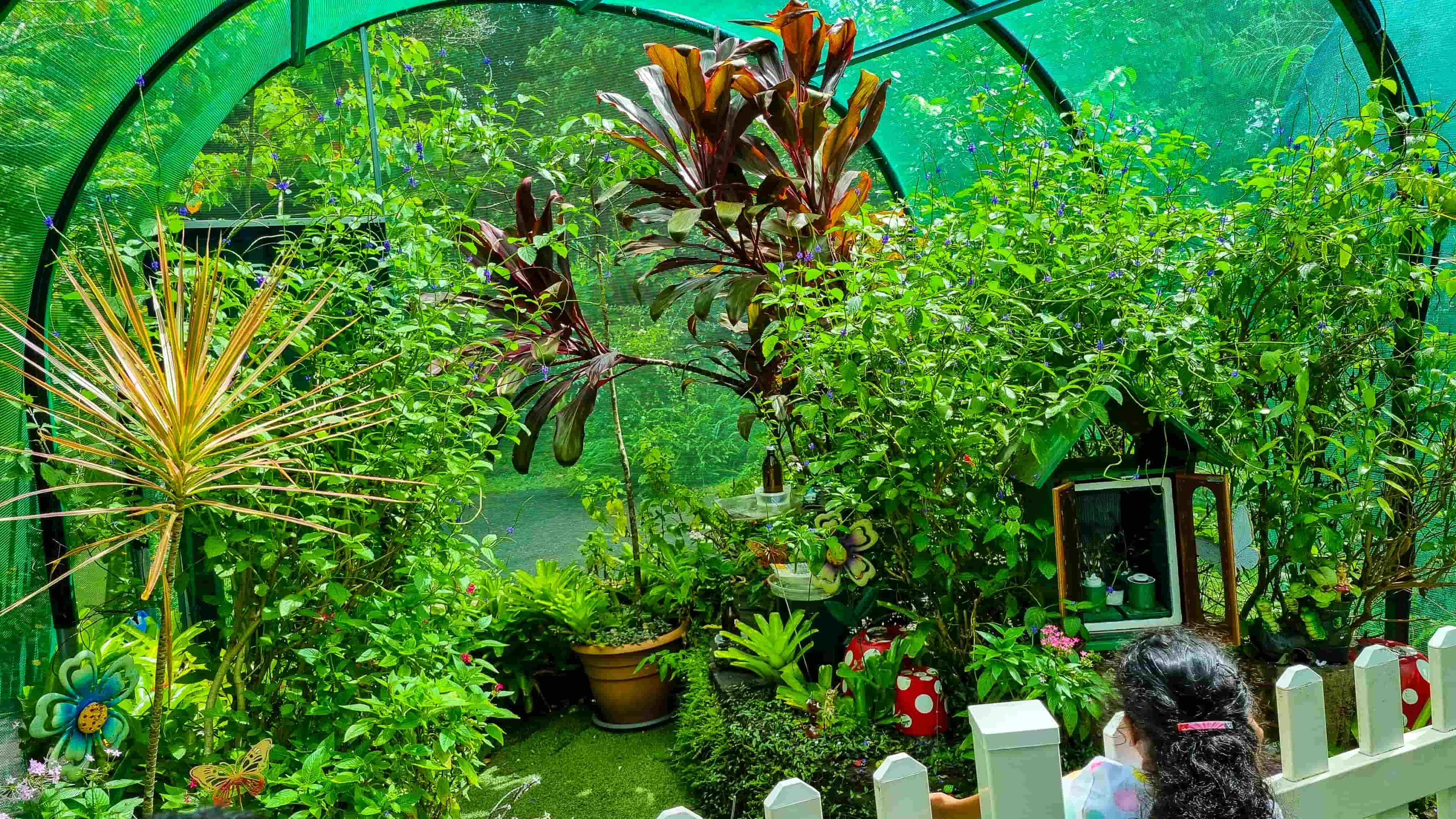 Australian Butterfly Sanctuary