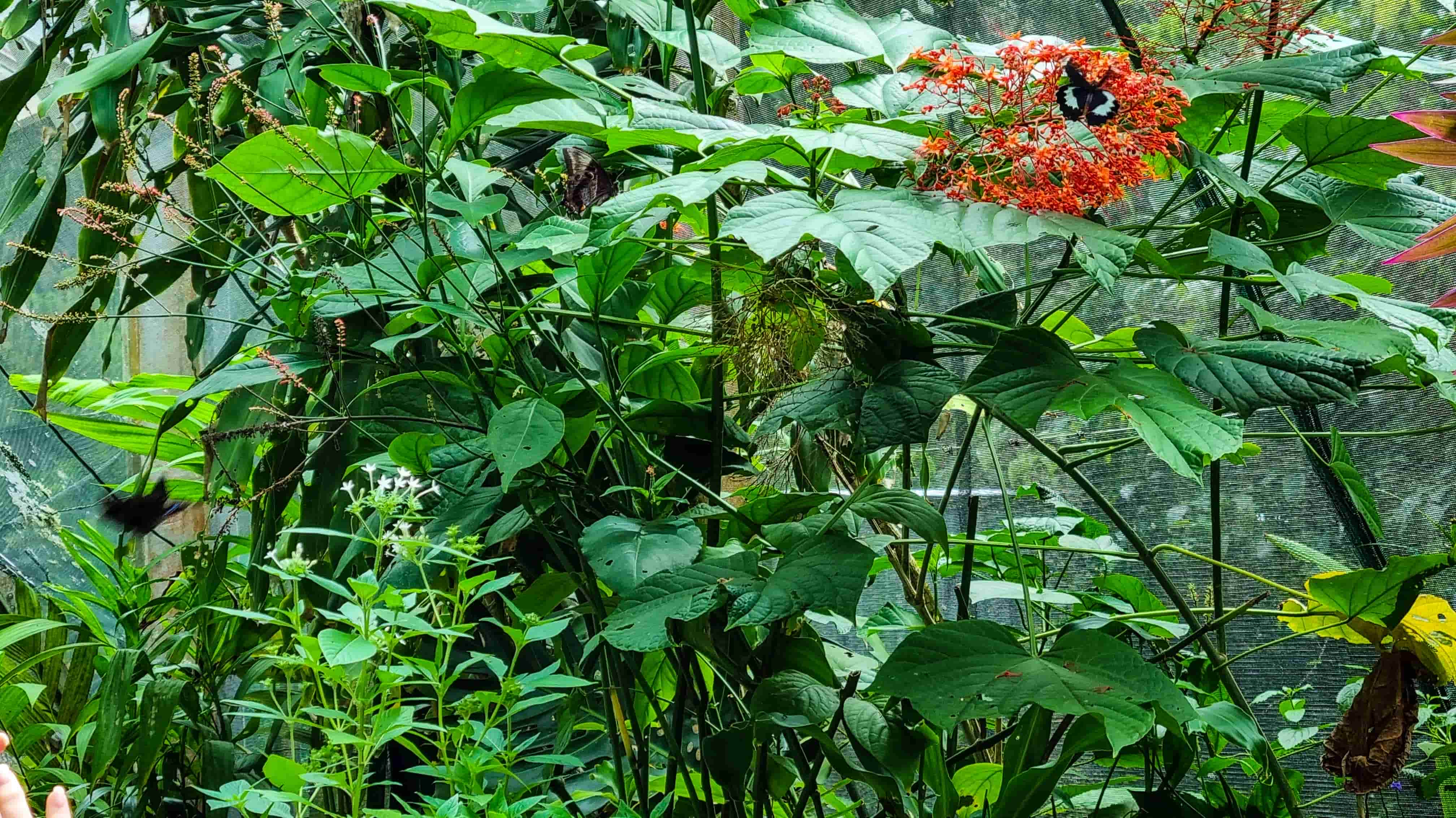 Australian Butterfly Sanctuary