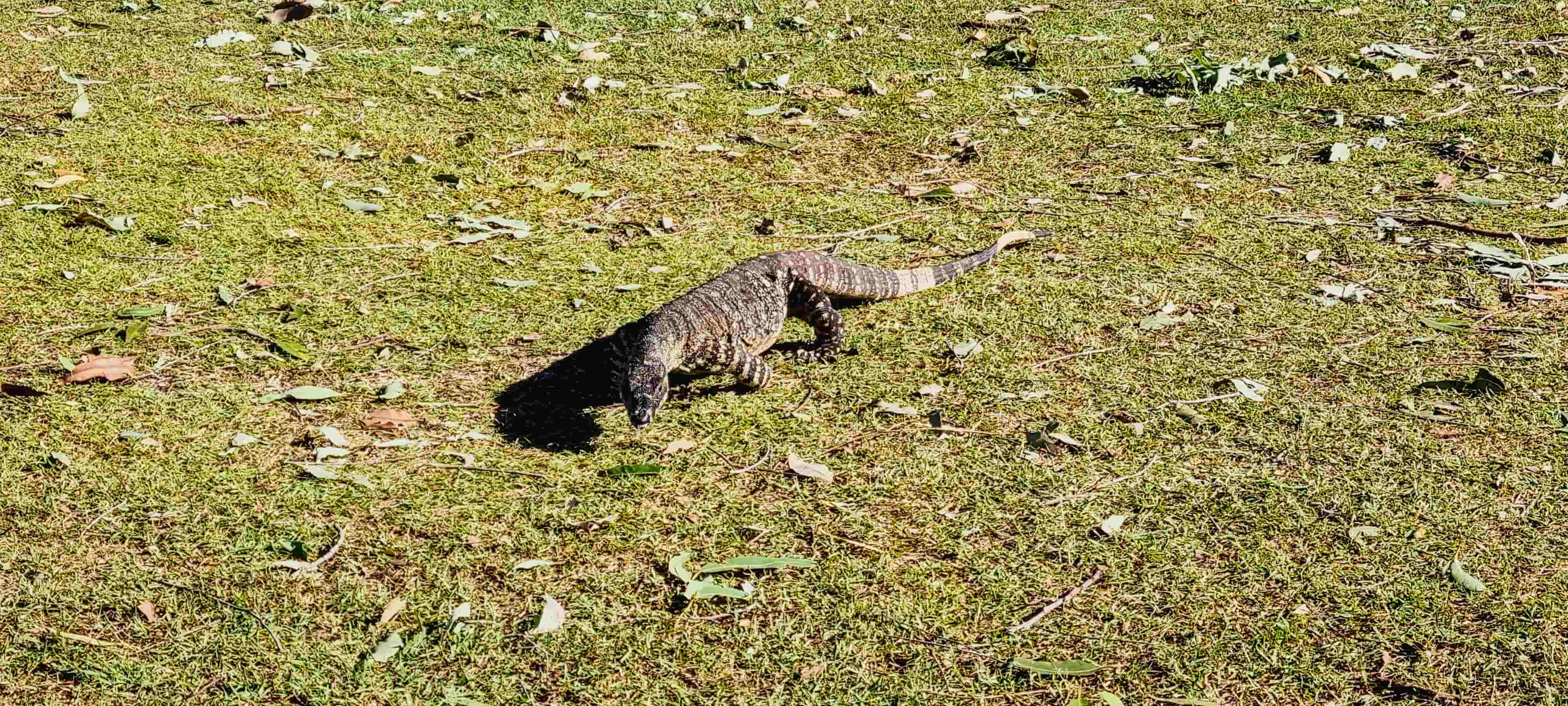 Wildlife spotting along Glass House Mountains Lookout Track