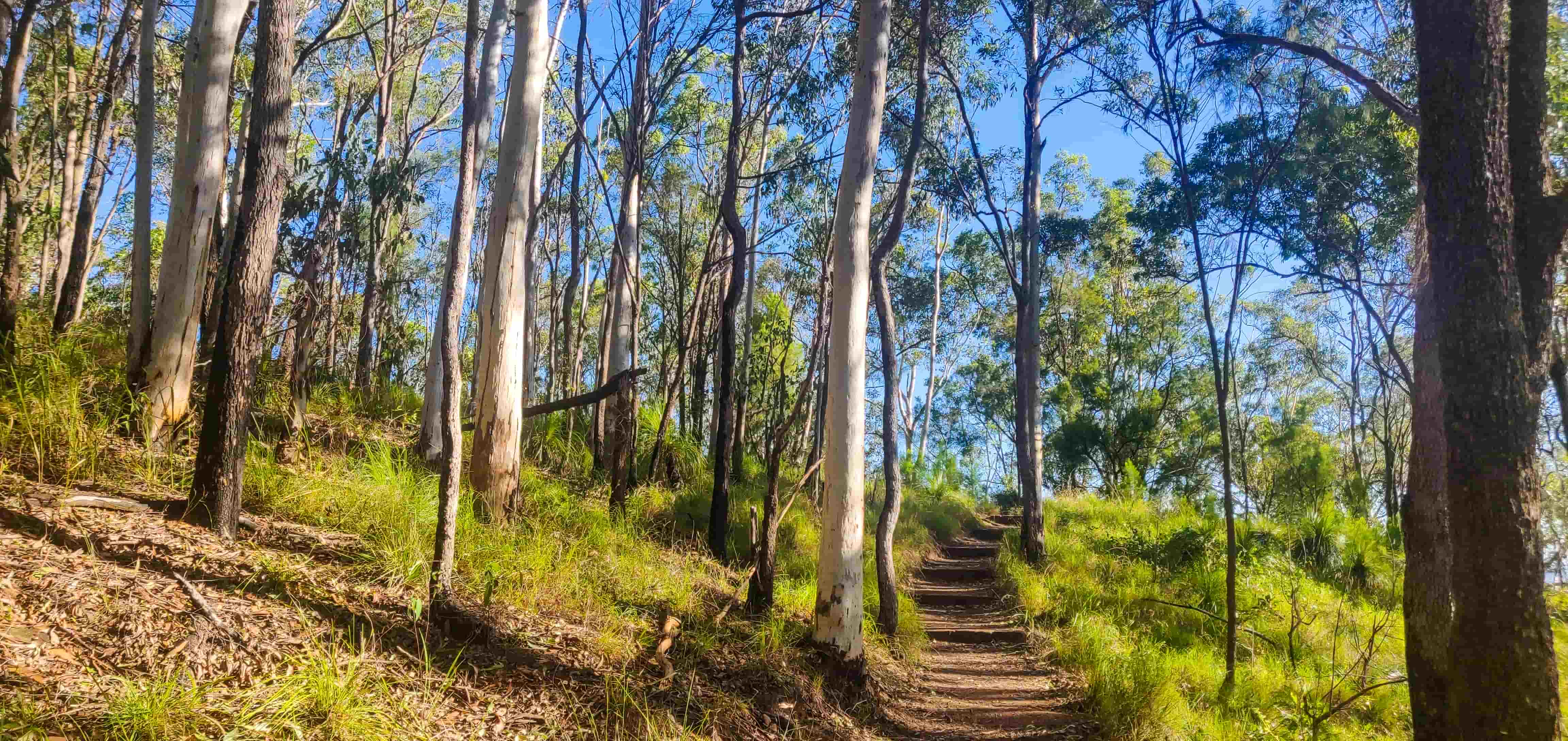 Glass House Mountains Lookout Track