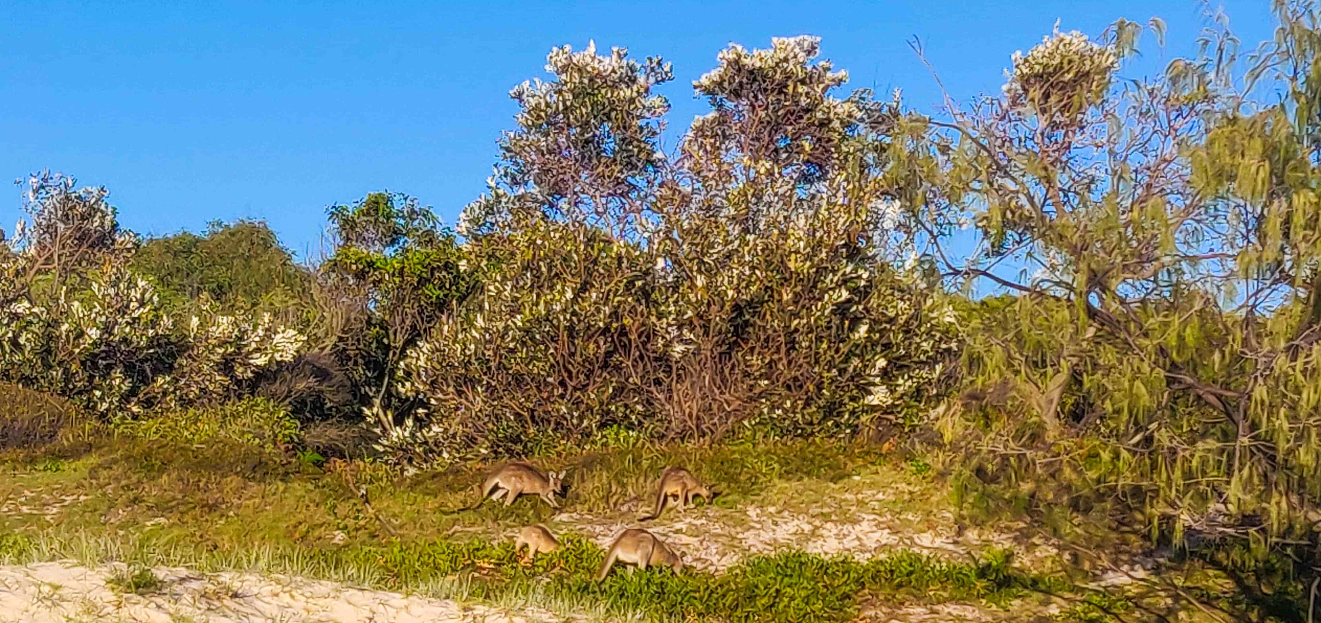 Wildlife Spotting during Bribie Island 4WD Tour