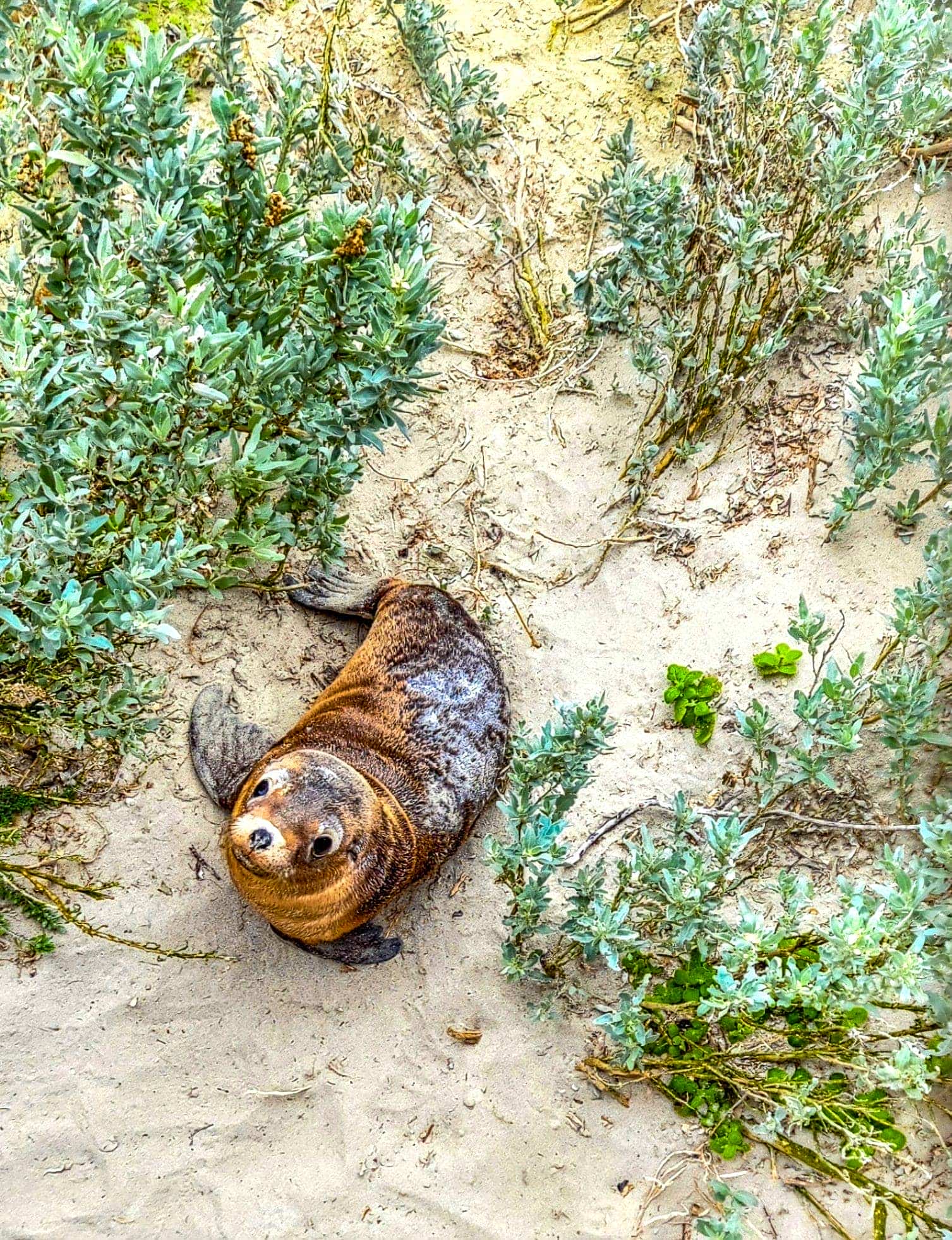 Baby Seal upclose at Seal Bay Lookout