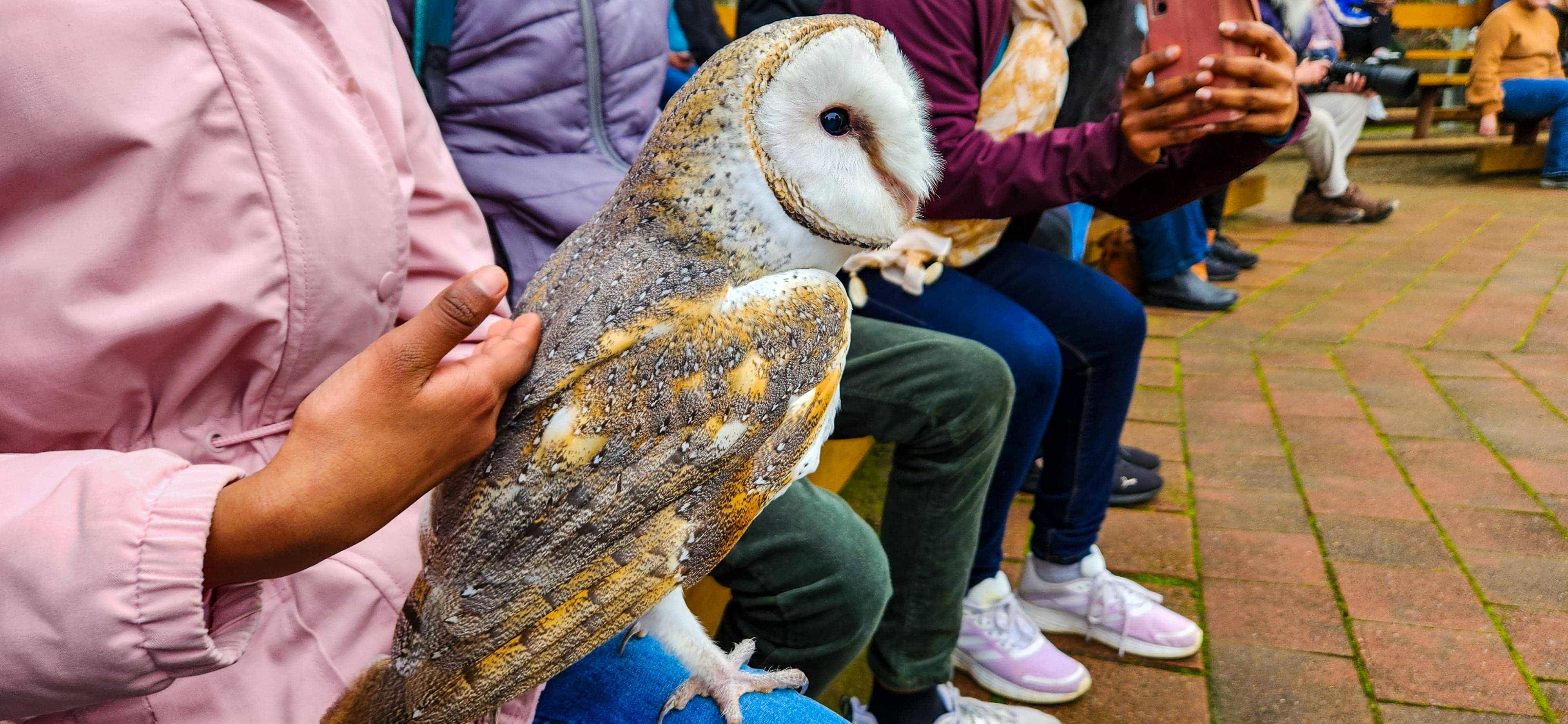 Free-Flight Birds of Prey Presentation at Raptor Domain
