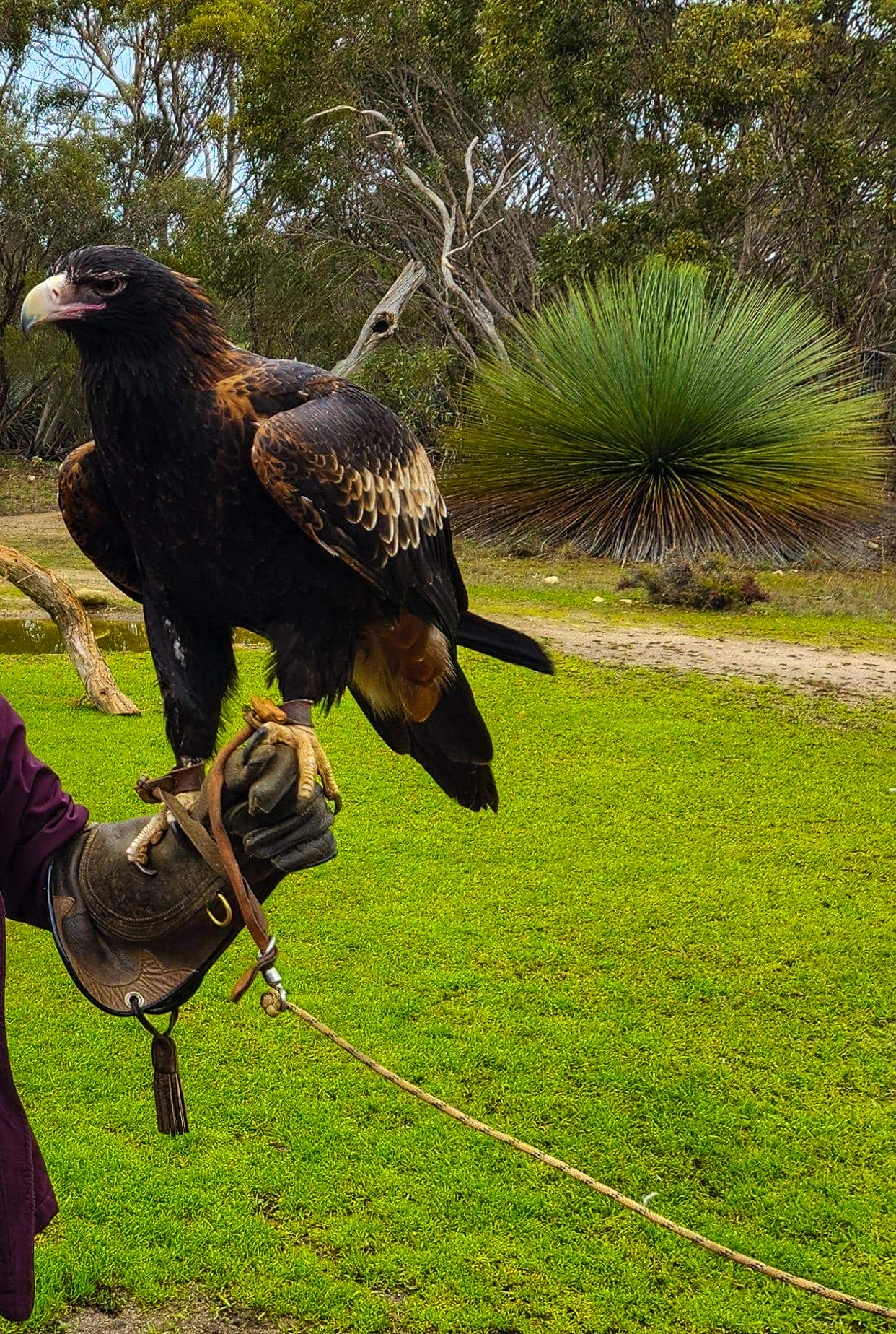 Hold an eagle or owl at Raptor Domain