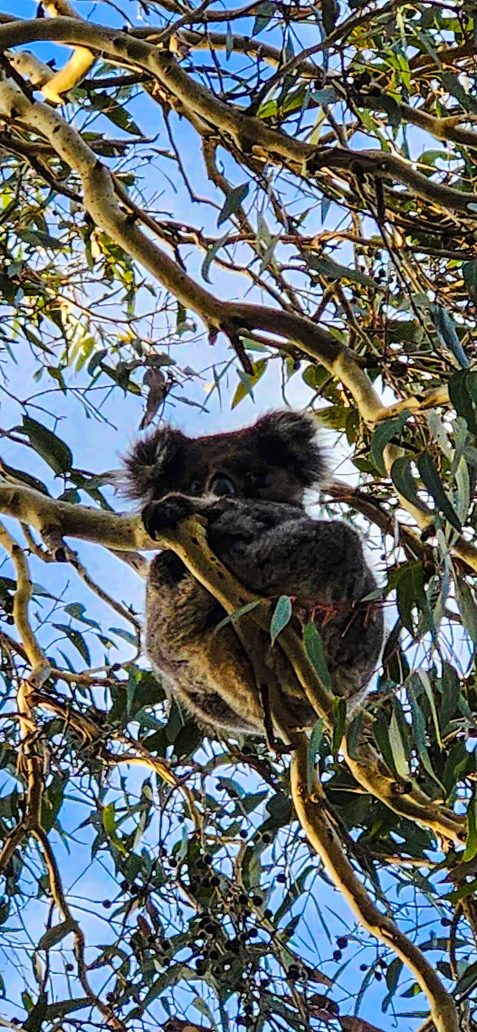 Koala Spotting at Little Sahara Adventure Centre in Kangaroo Island