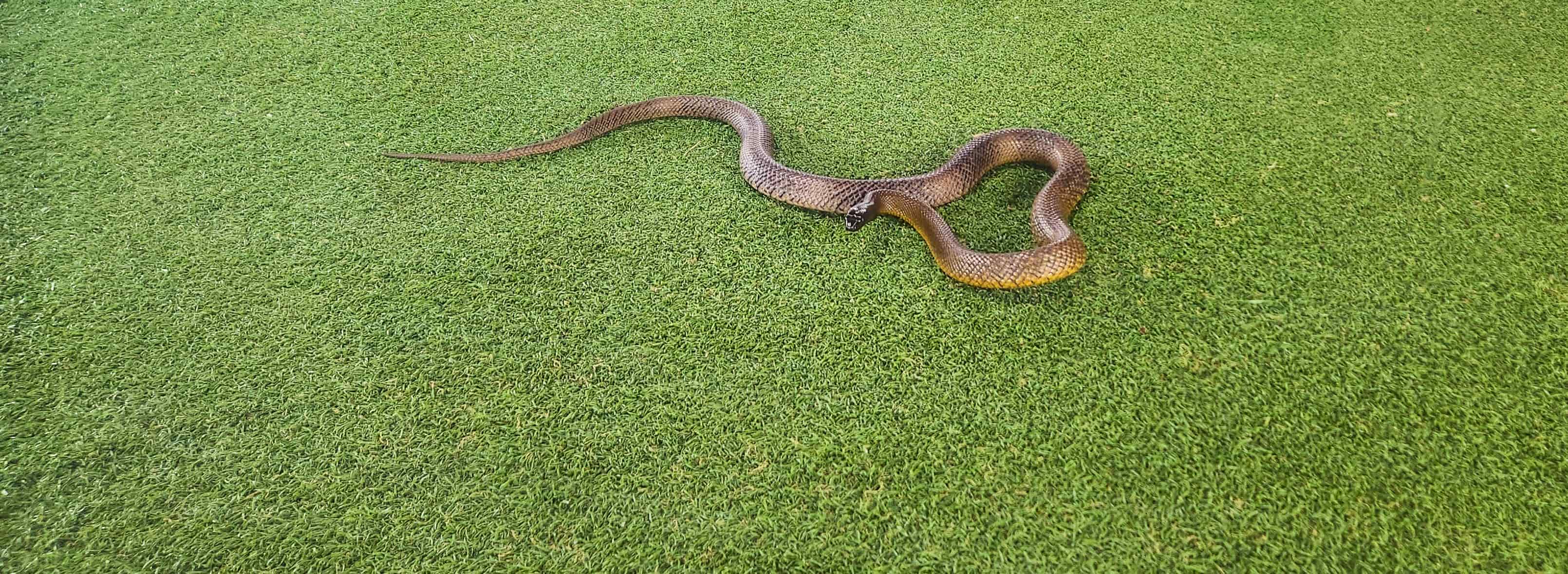 Reptile Presentation at Raptor Domain