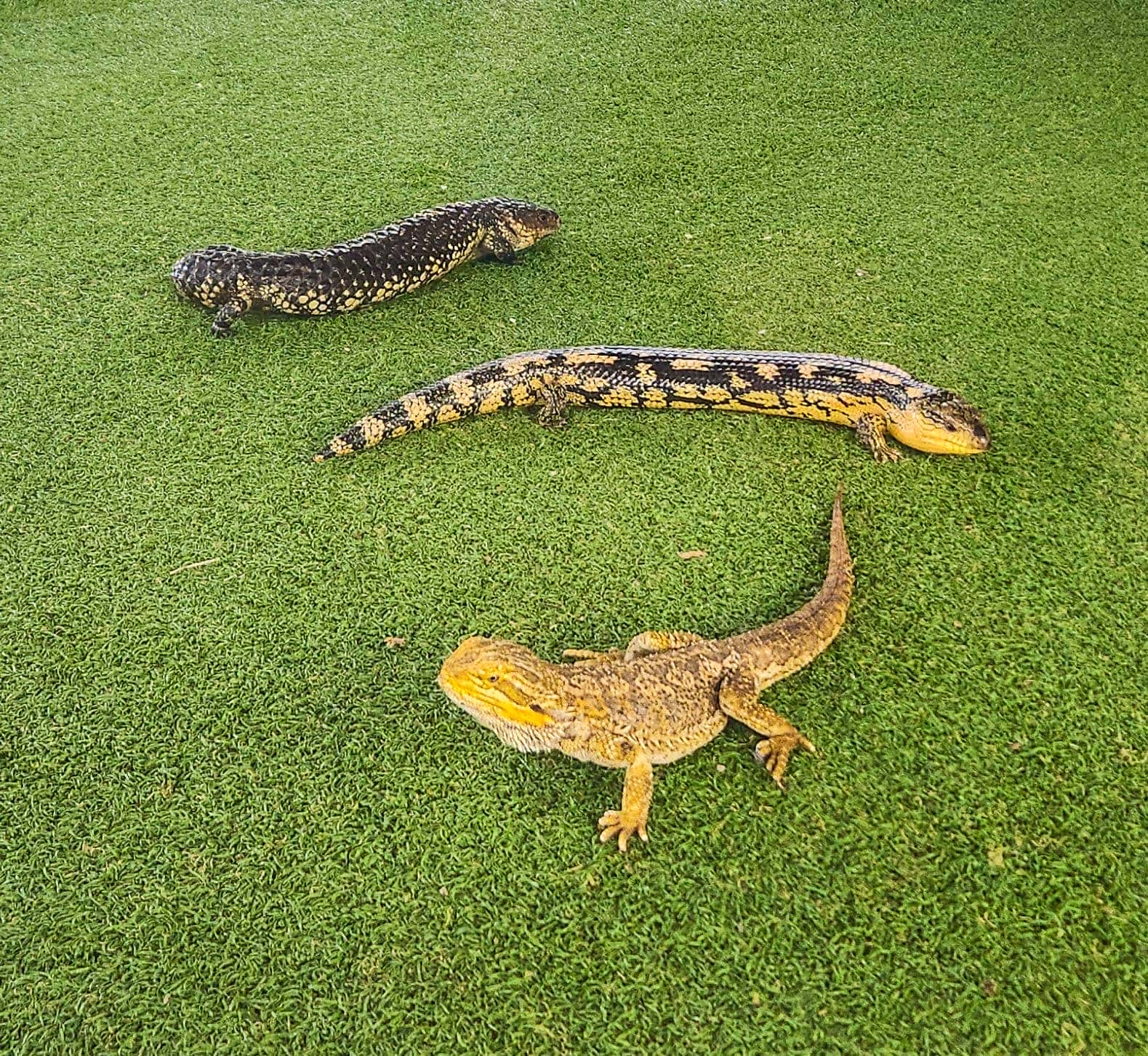 Reptile Presentation in Kangaroo Island