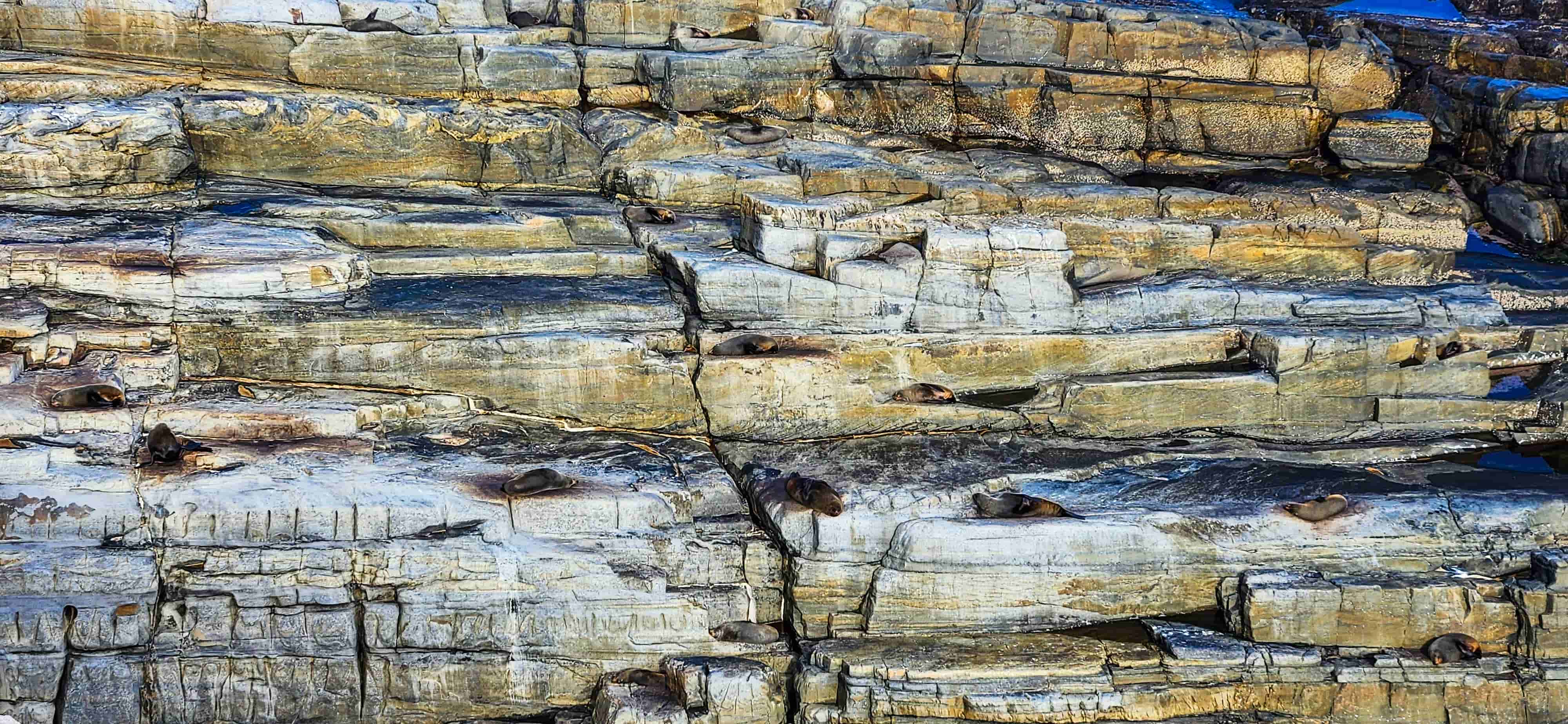 Seals at Admirals Arch