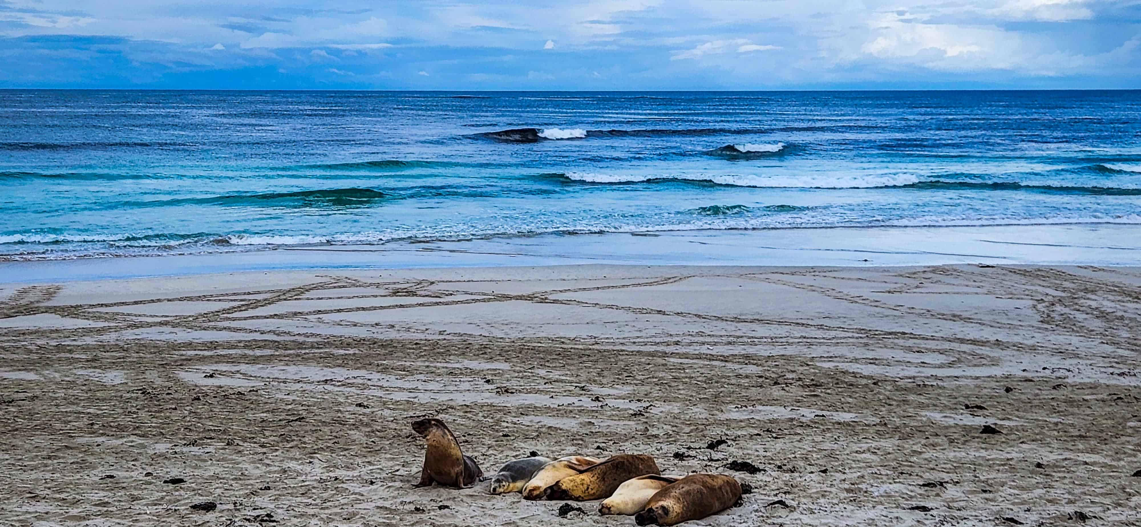 Seals at Seal Bay
