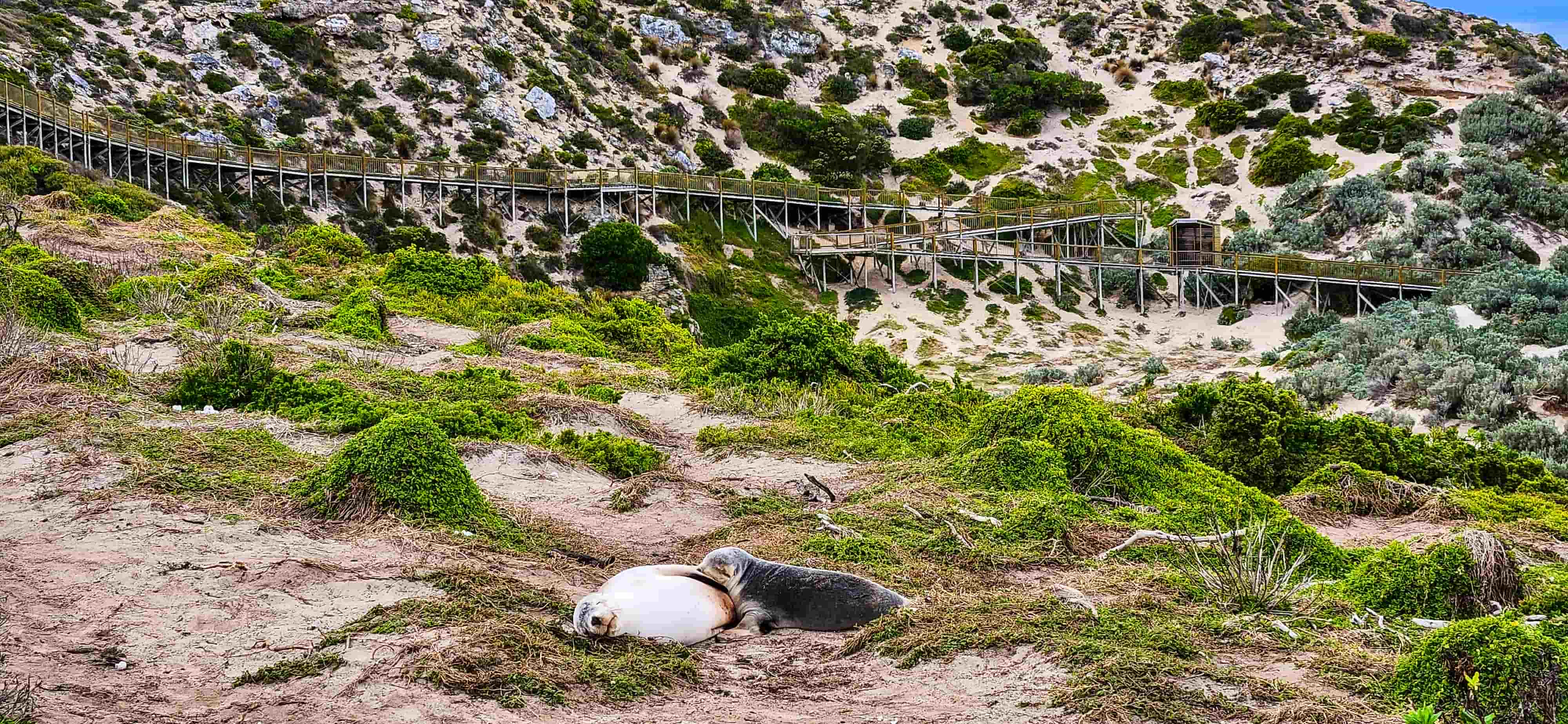 Seals upclose at Seal Bay Lookout