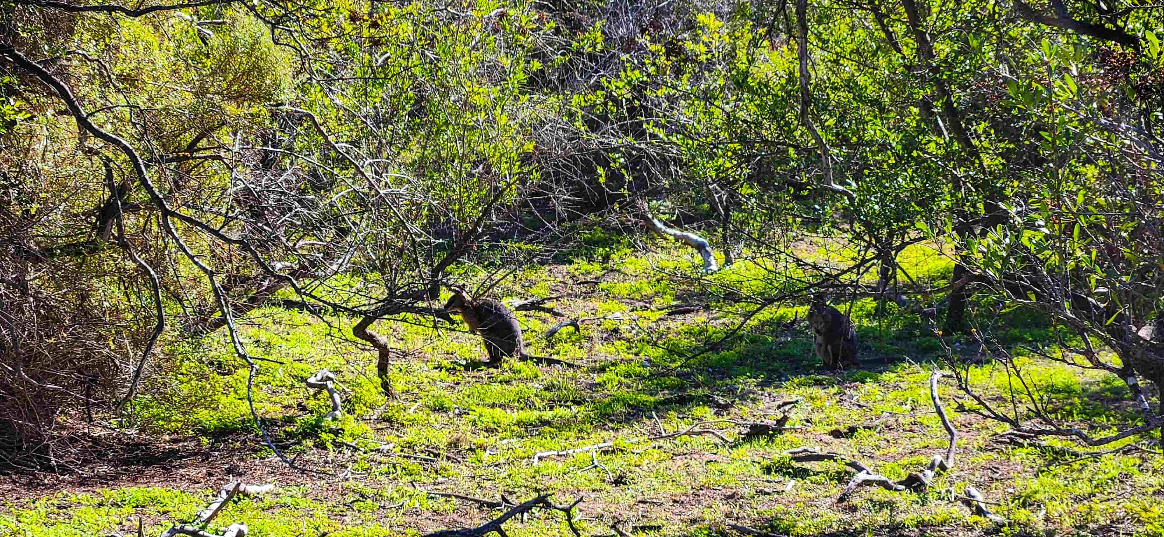 Wildlife Spotting along Kangaroo Island Sculpture Trail