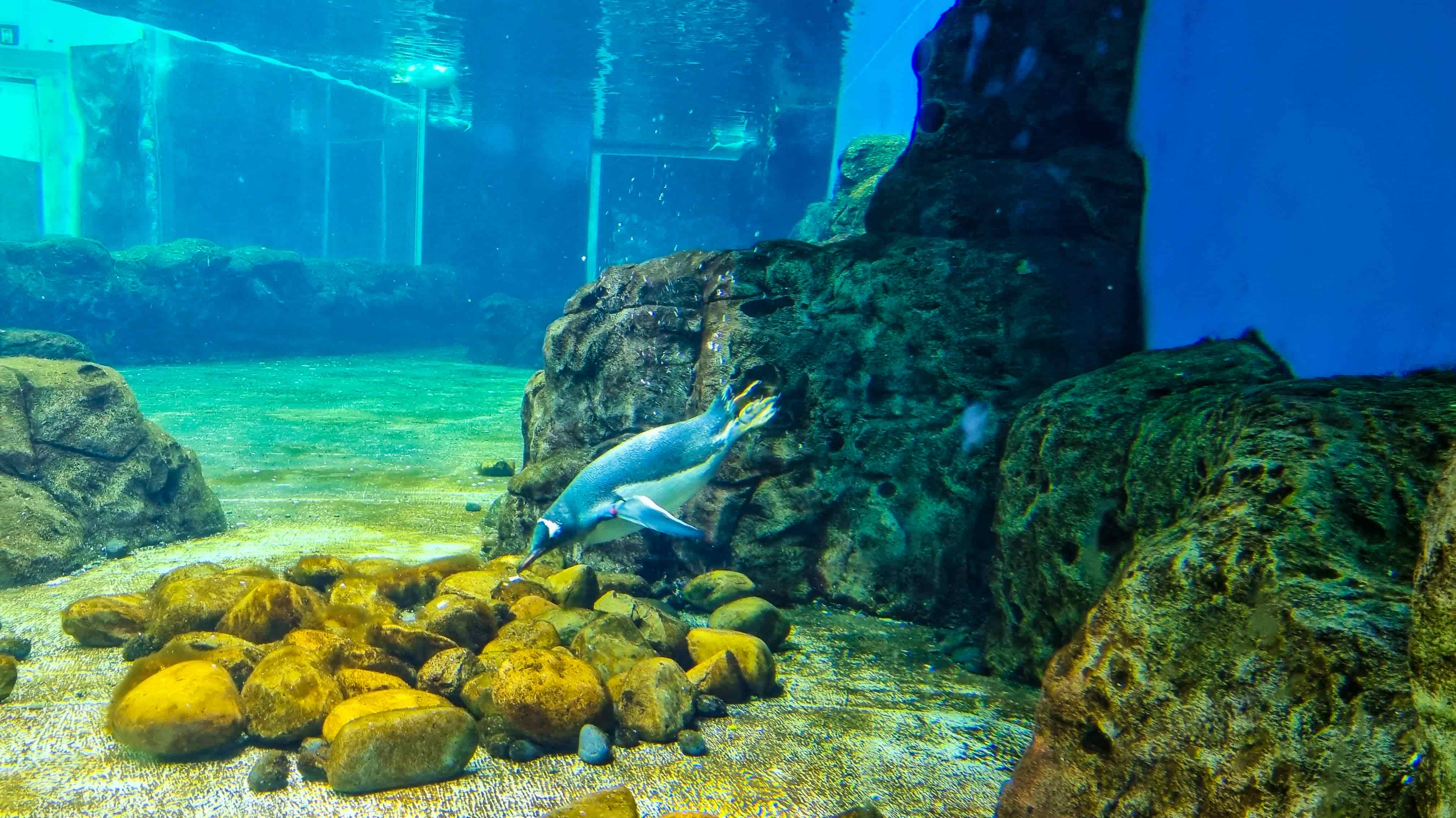 SEA LIFE Sydney Aquarium
