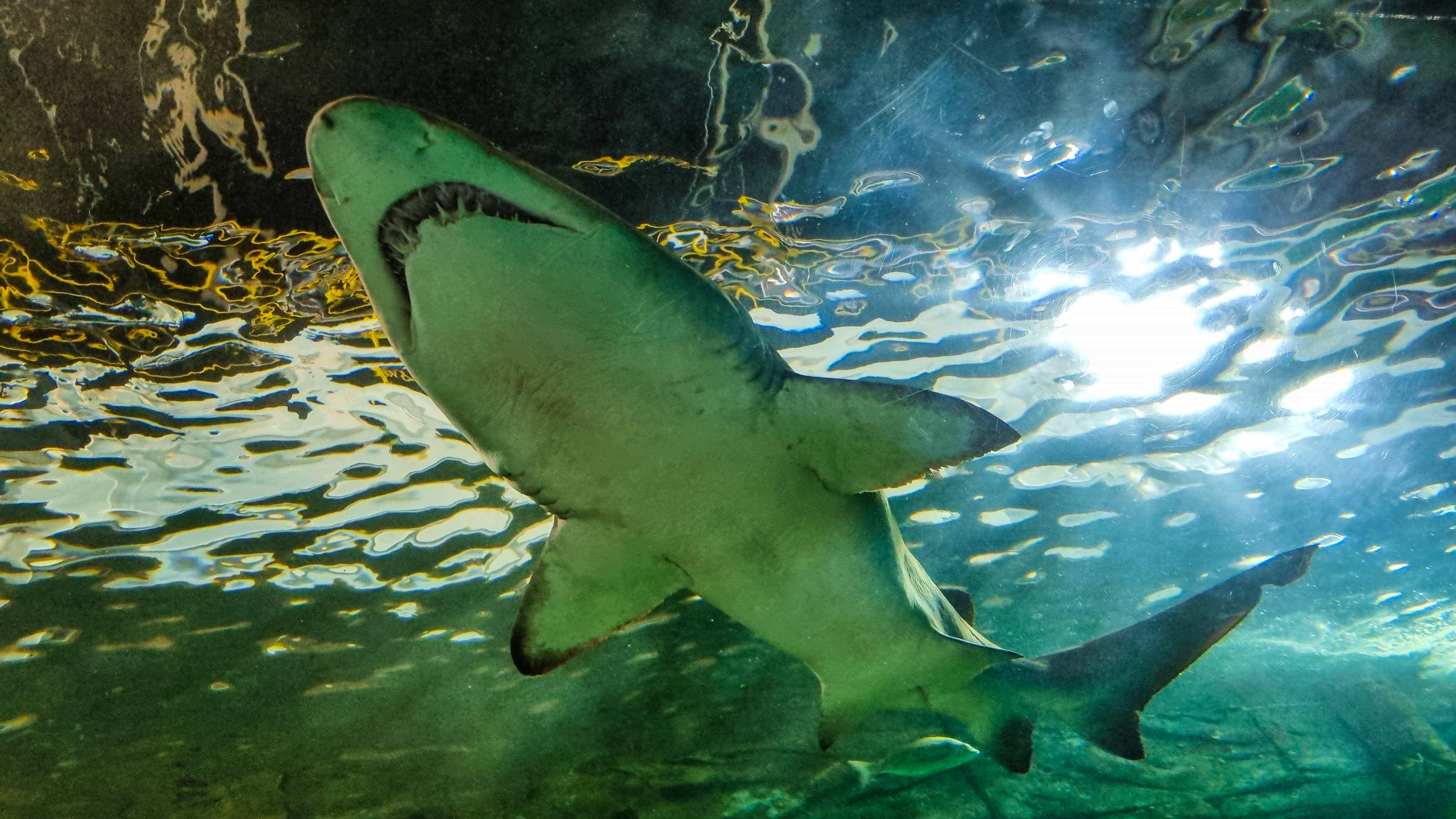 SEA LIFE Sydney Aquarium