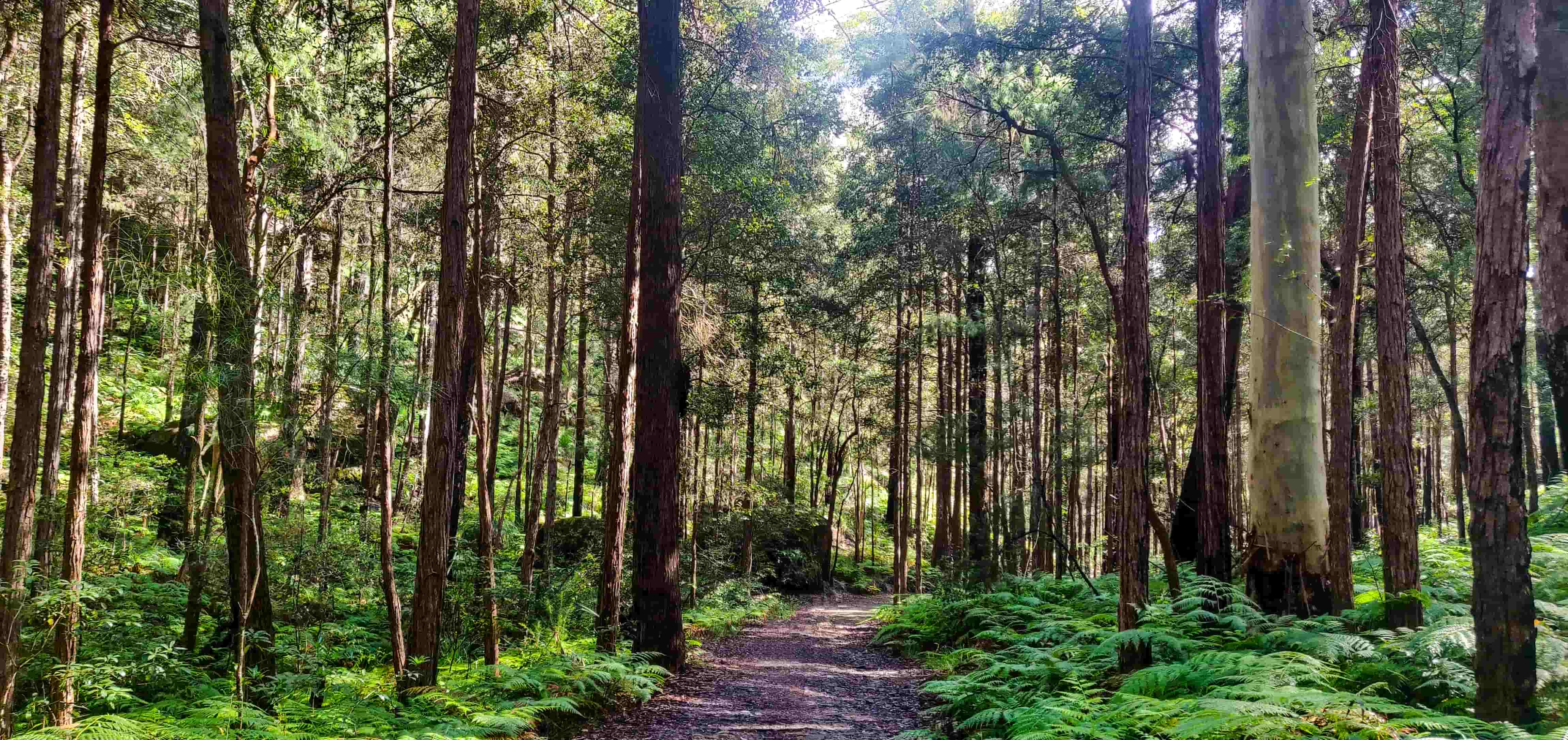 Sassafras Trees in Blue Gum Walk