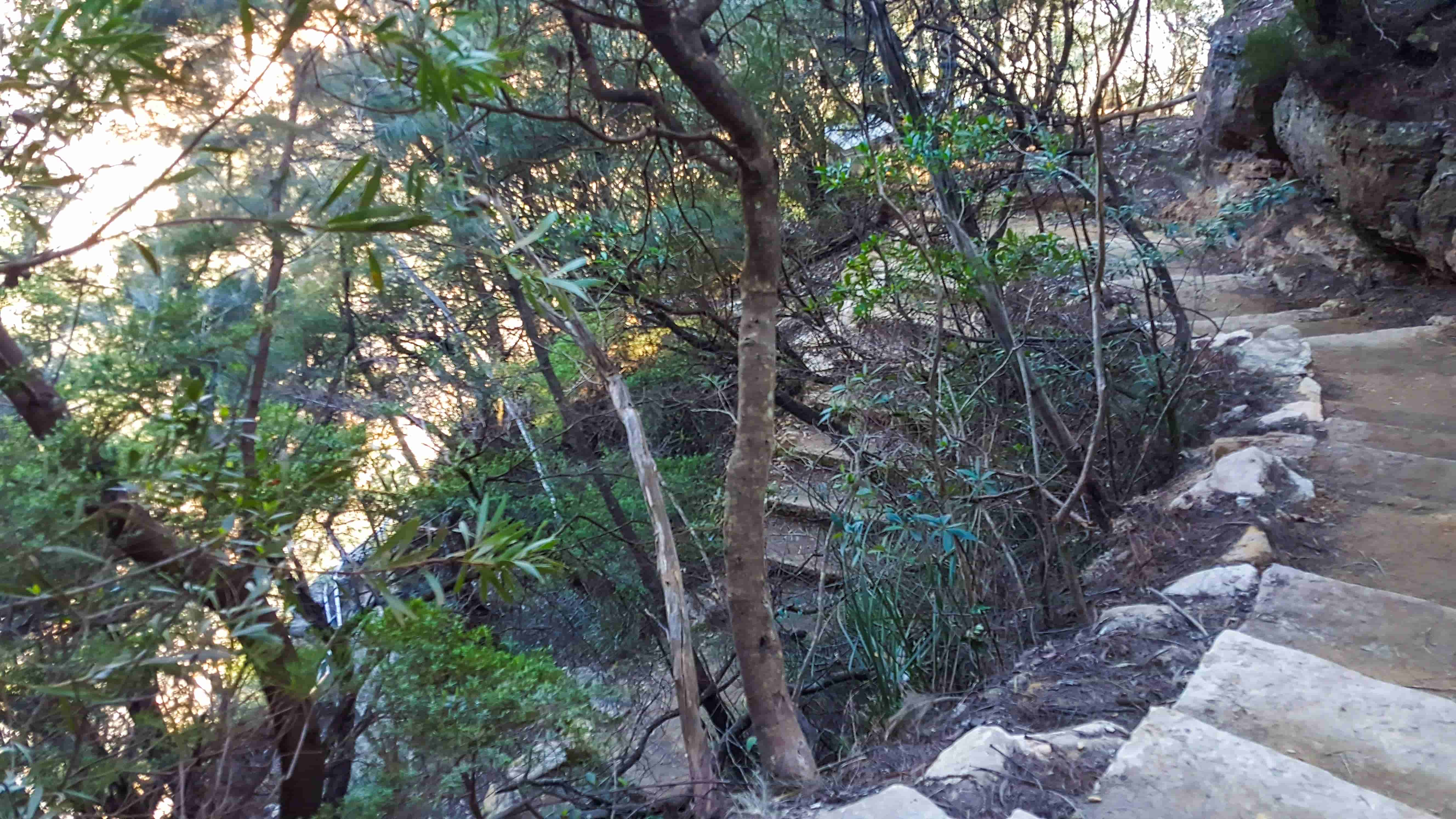 Wentworth Falls Walking Track 