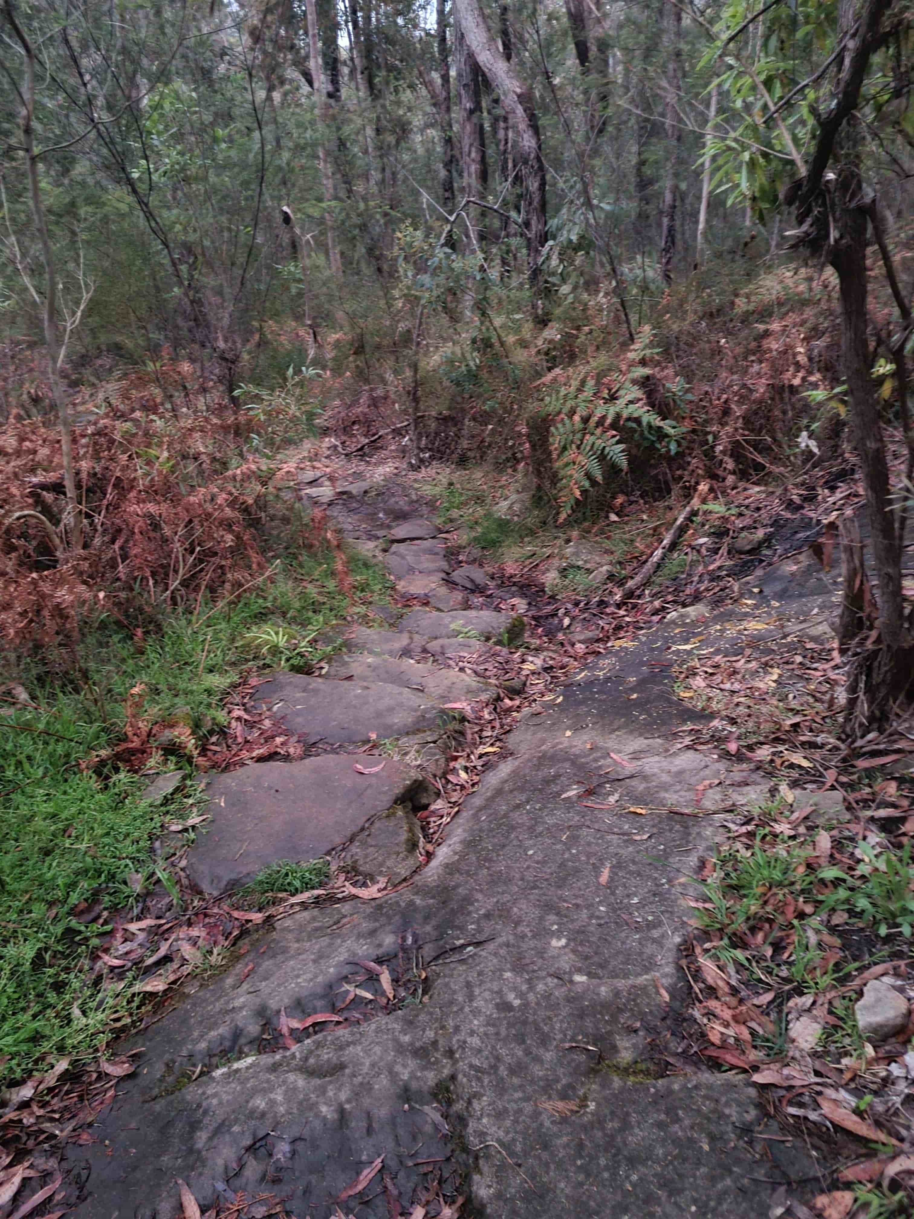 Birdwood Gully Walking Trail in Springwood