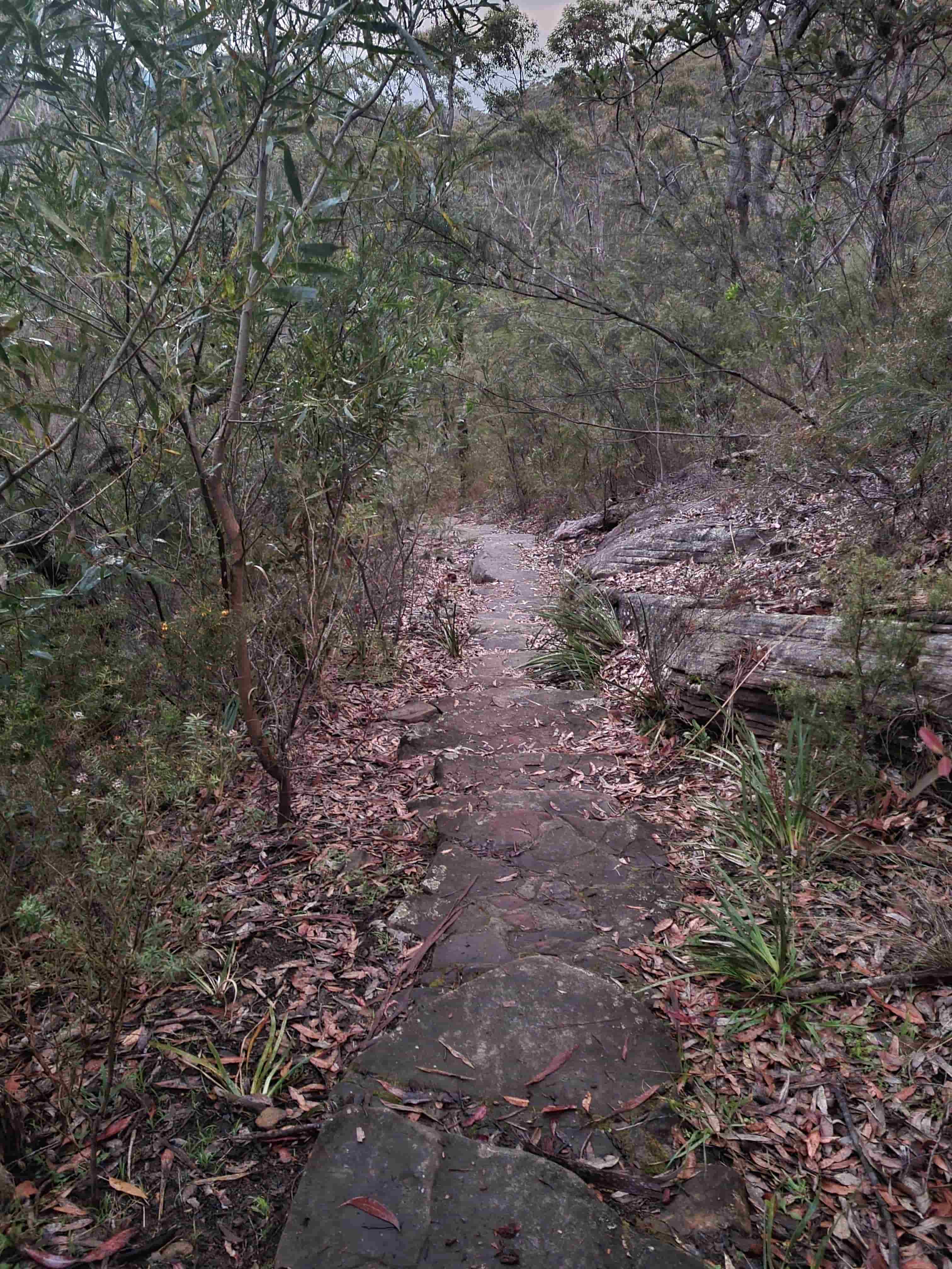 Glow Worms in Birdwood Gully Springwood