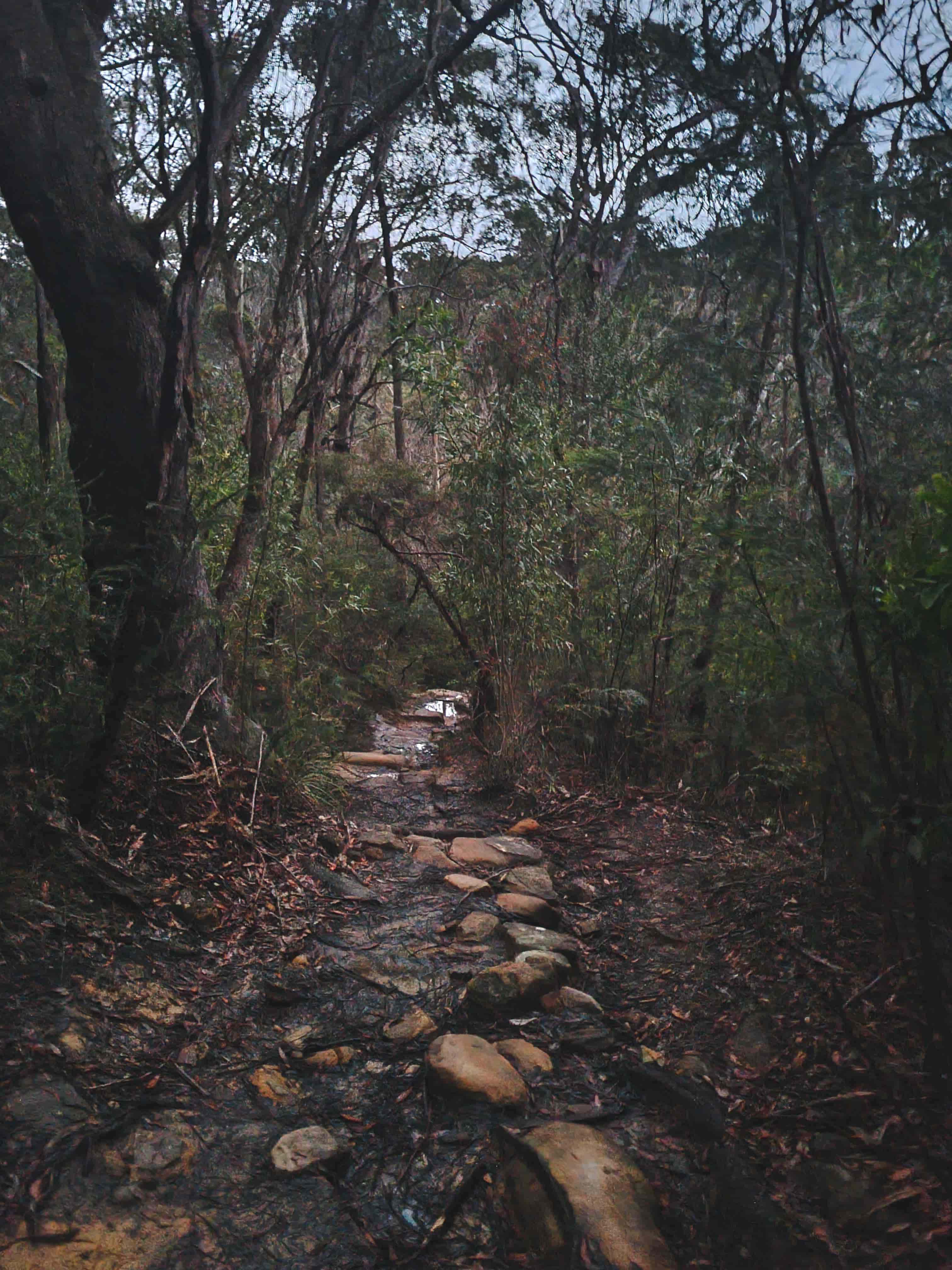 Birdwood Gully Walking Track, Springwood