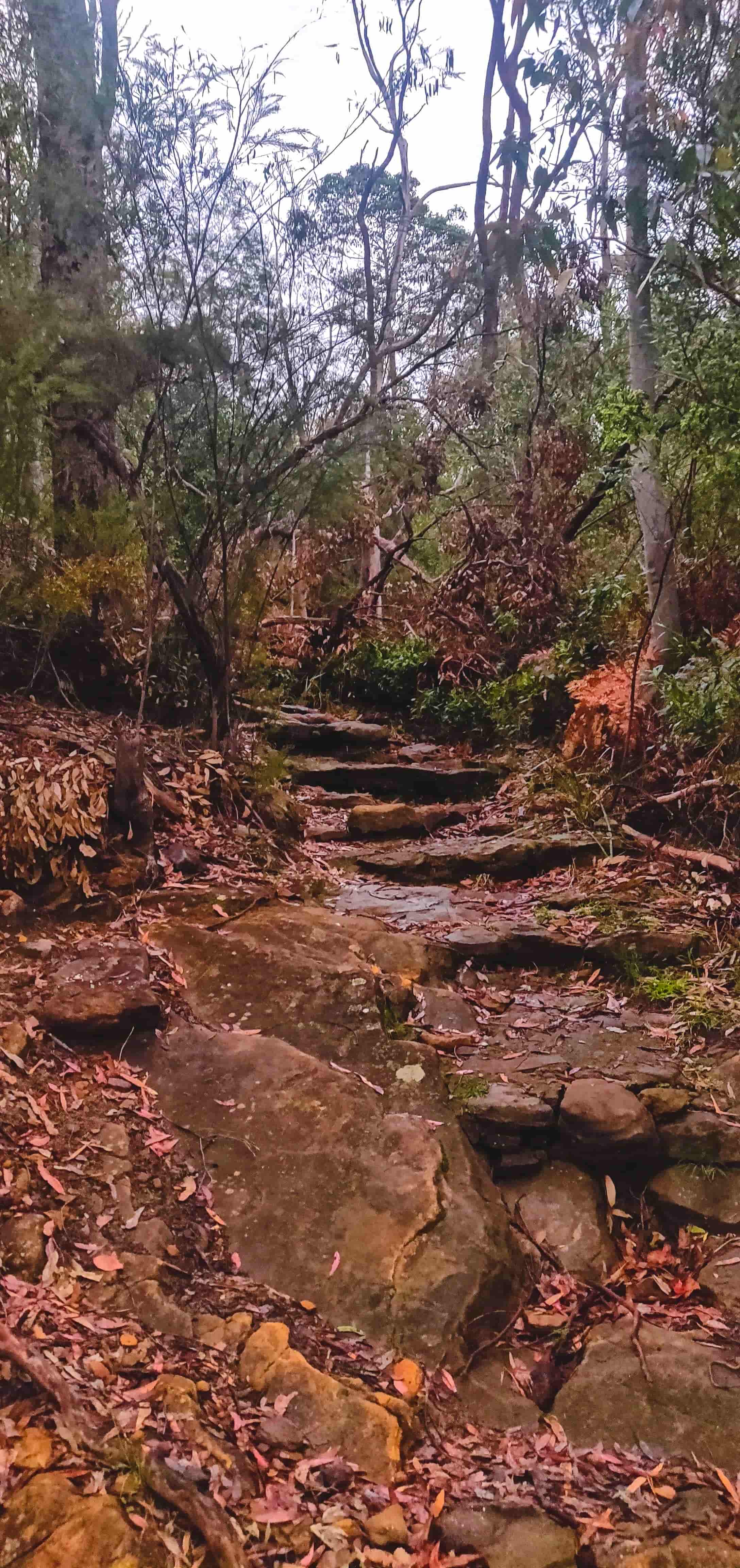 Glow Worms in Birdwood Gully Springwood