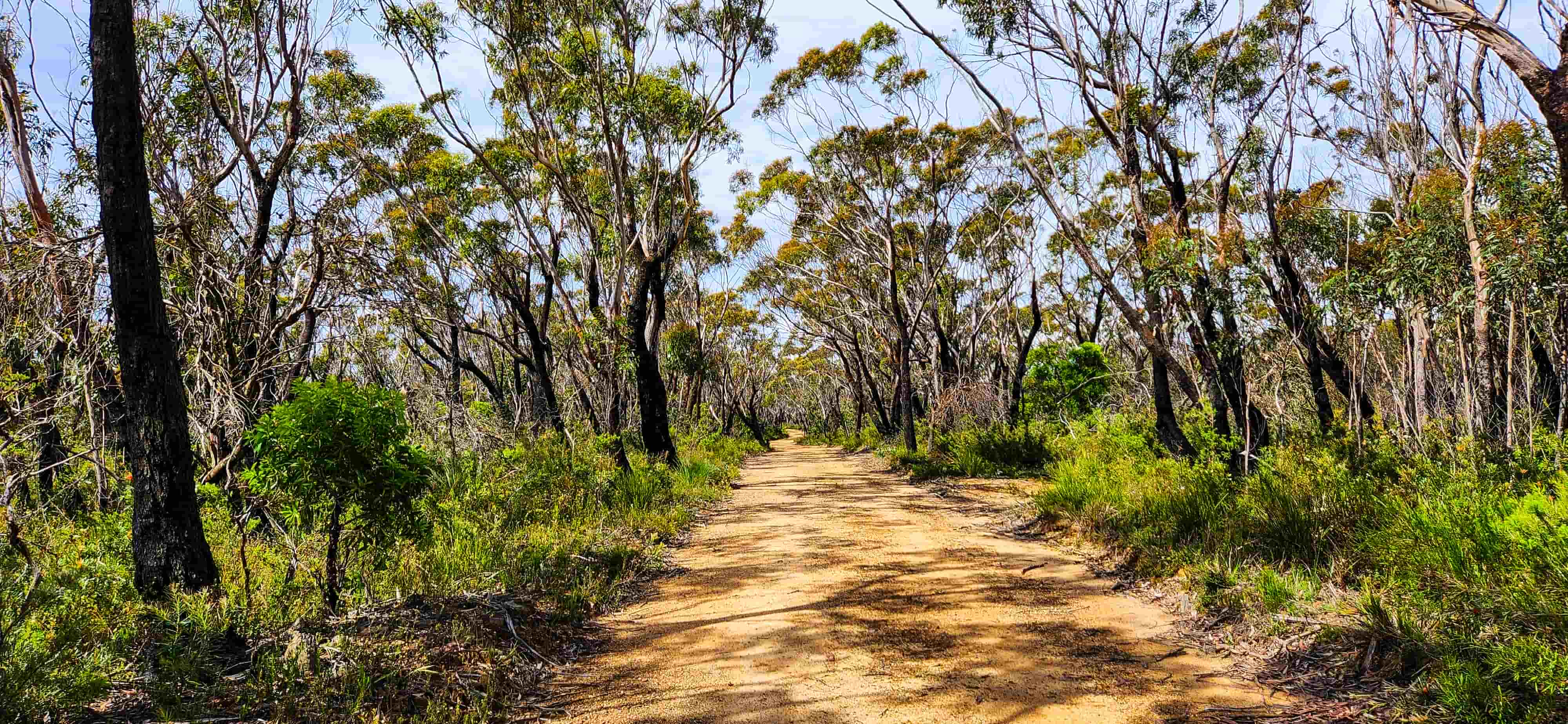 Eucalyptus forests along Narrow Neck Trail