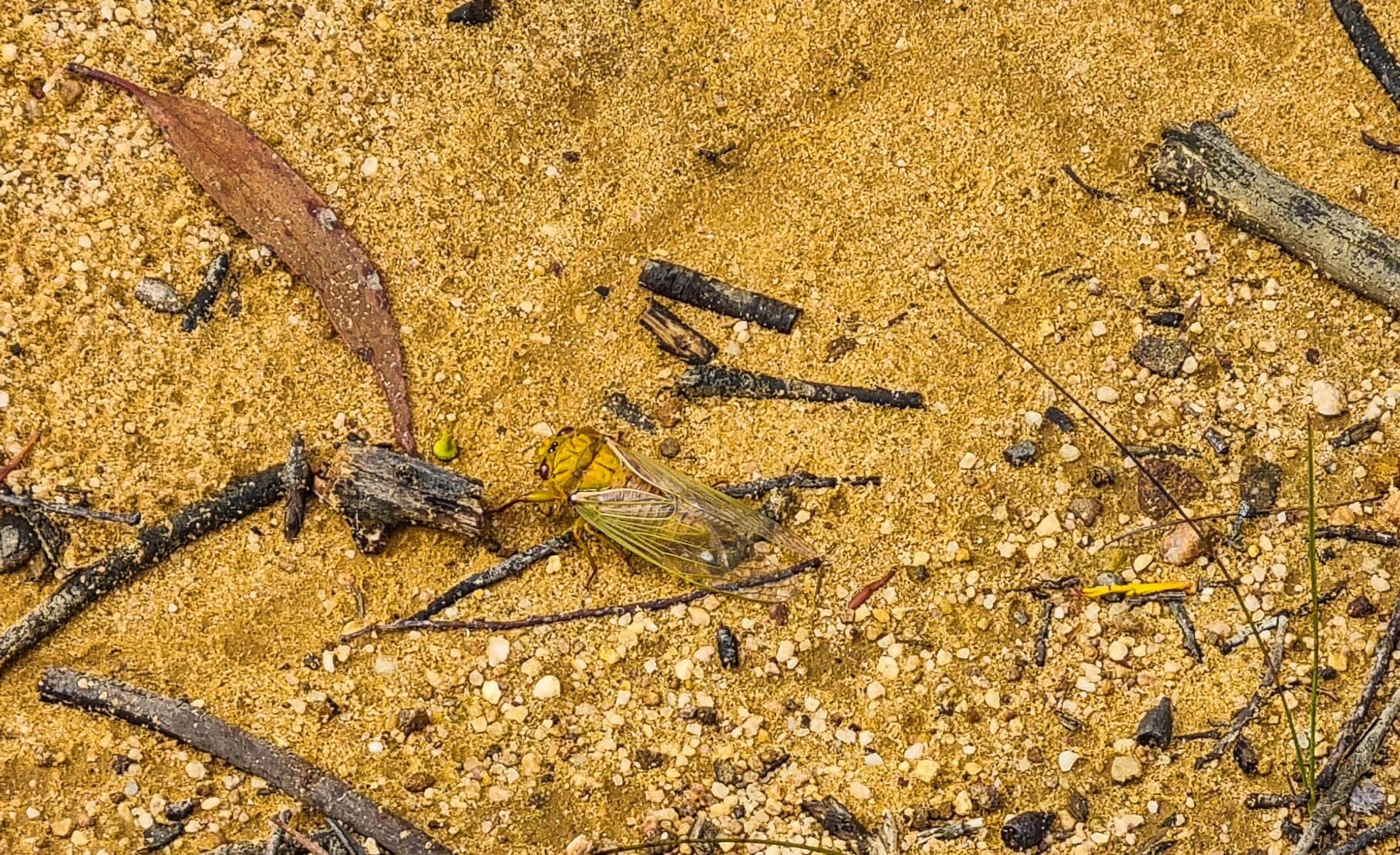 A dead Cicada along Narrow Neck Trail