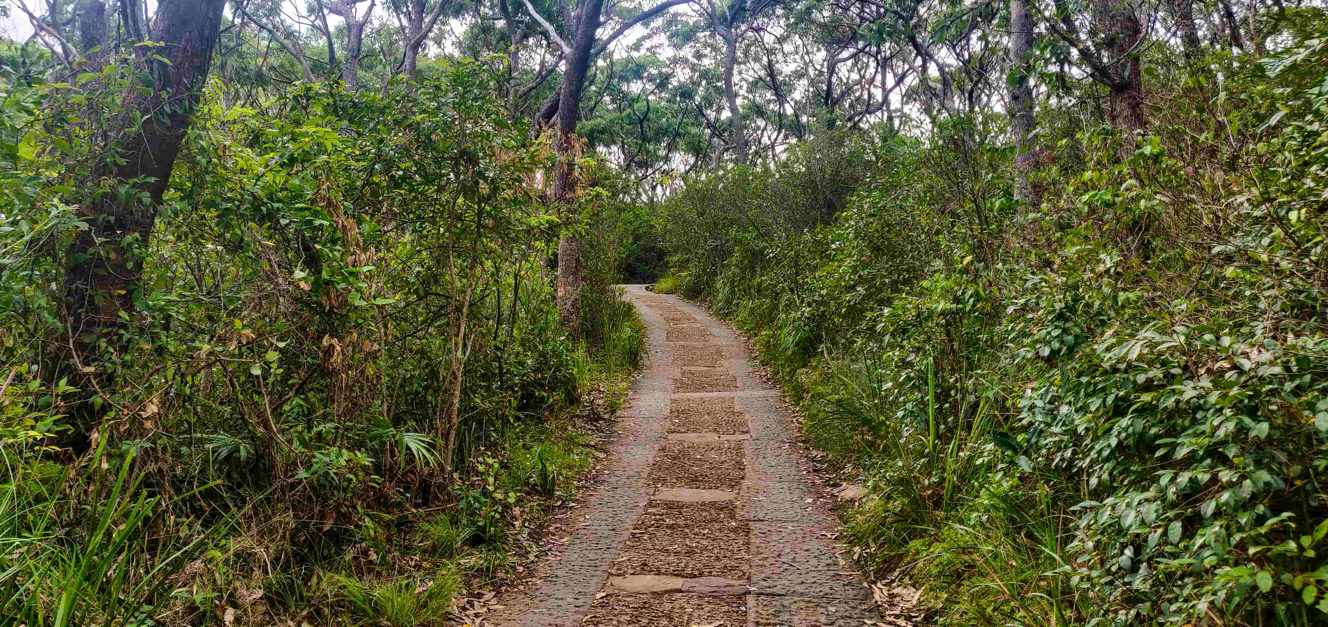 Barrenjoey Lighthouse Walk Access Trail