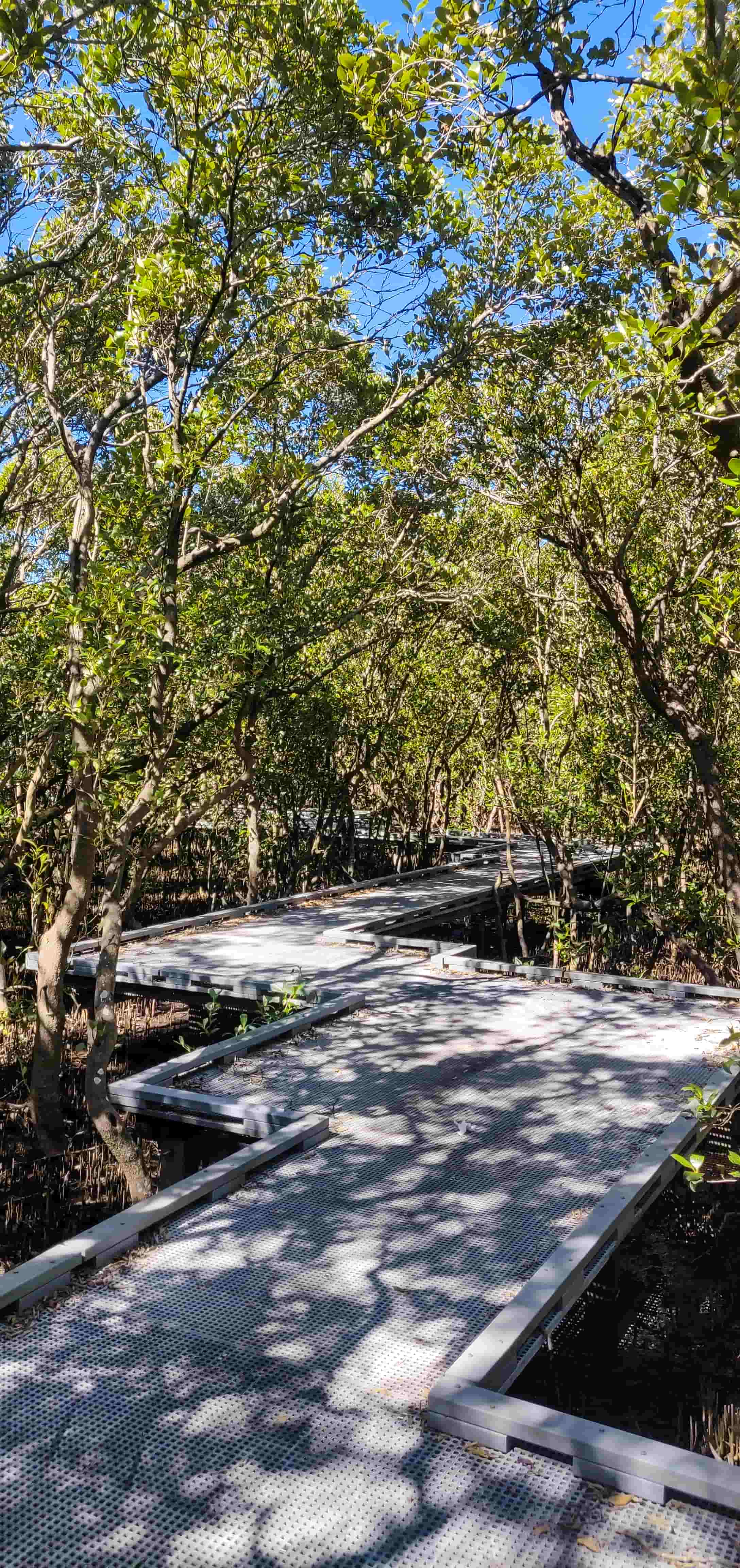 Badu Mangroves Boardwalk