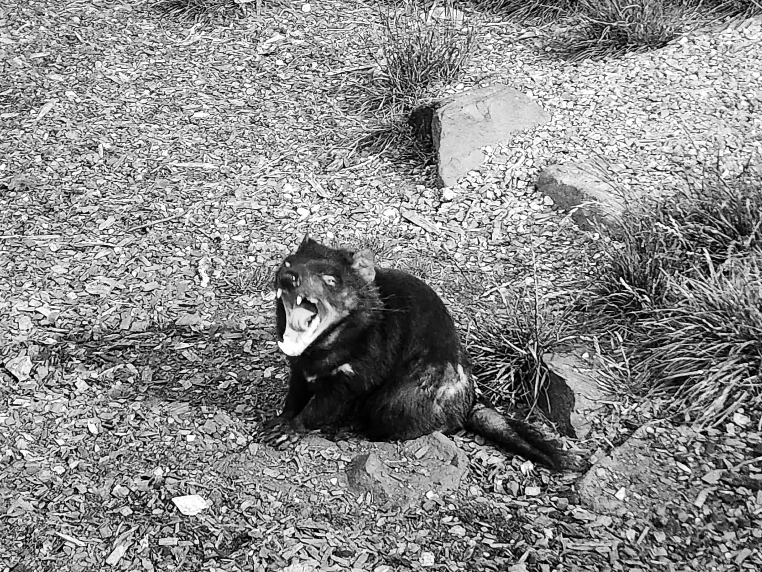 After Dark Tasmanian Devil Feeding experience at Devils@Cradle