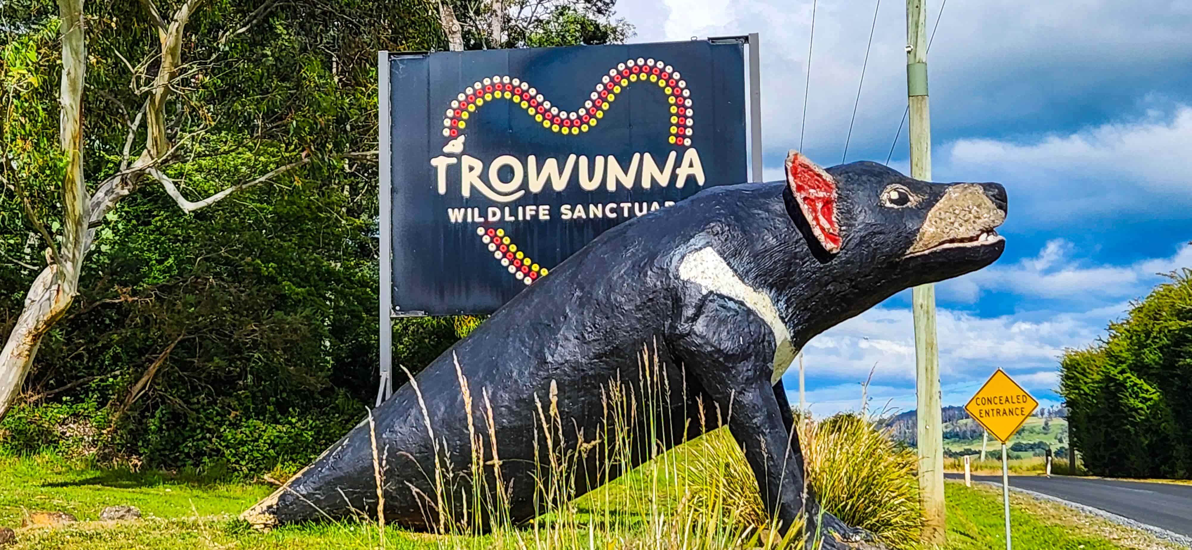 The Big Tasmanian Devil at Trowunna Wildlife Sanctuary